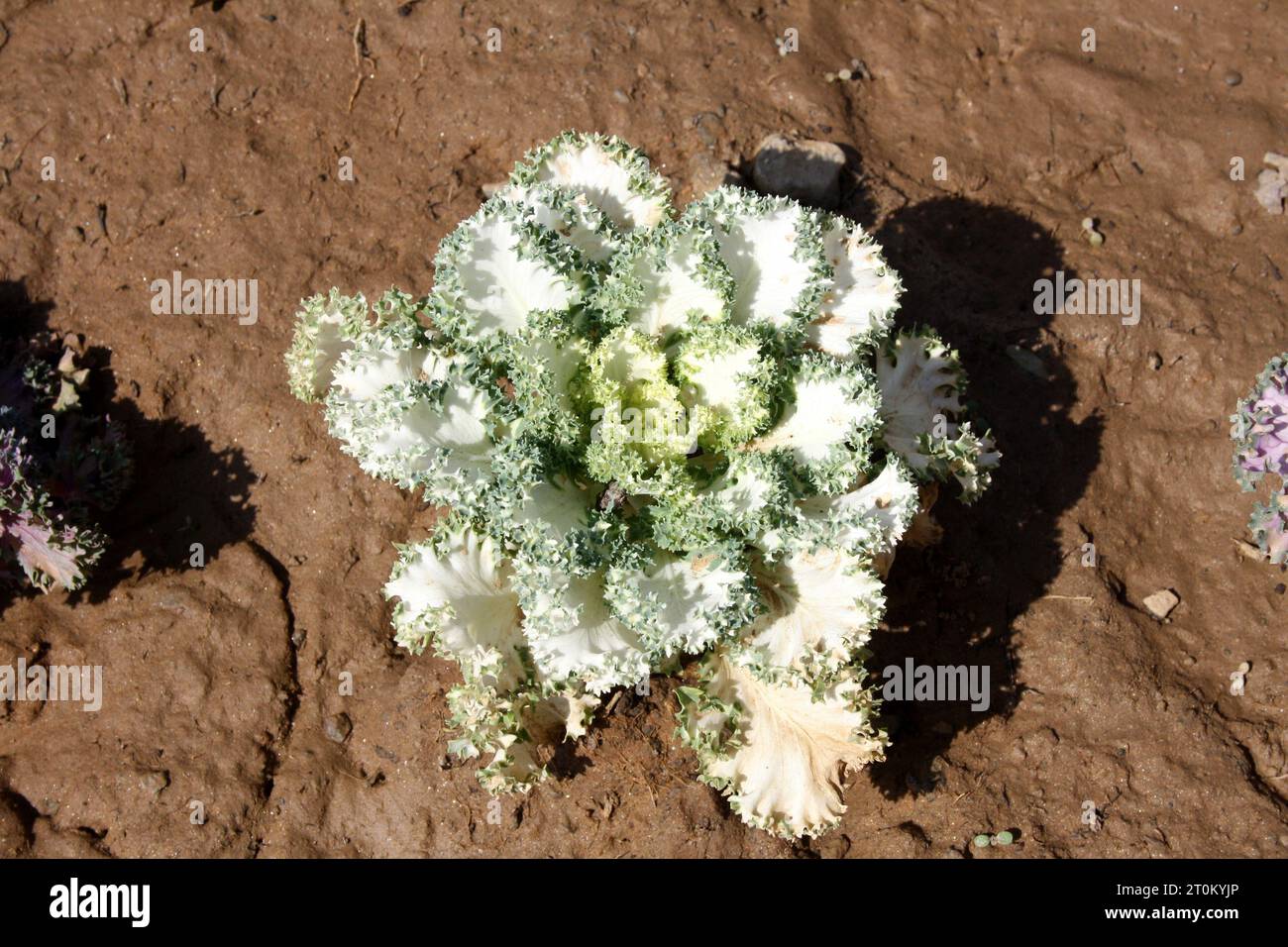 Weißer Kamome Zierkohl (Brassica oleracea 'White Kamome) mit weißen Blättern und grünen Rüschenrändern : (Bild Sanjiv Shukla) Stockfoto
