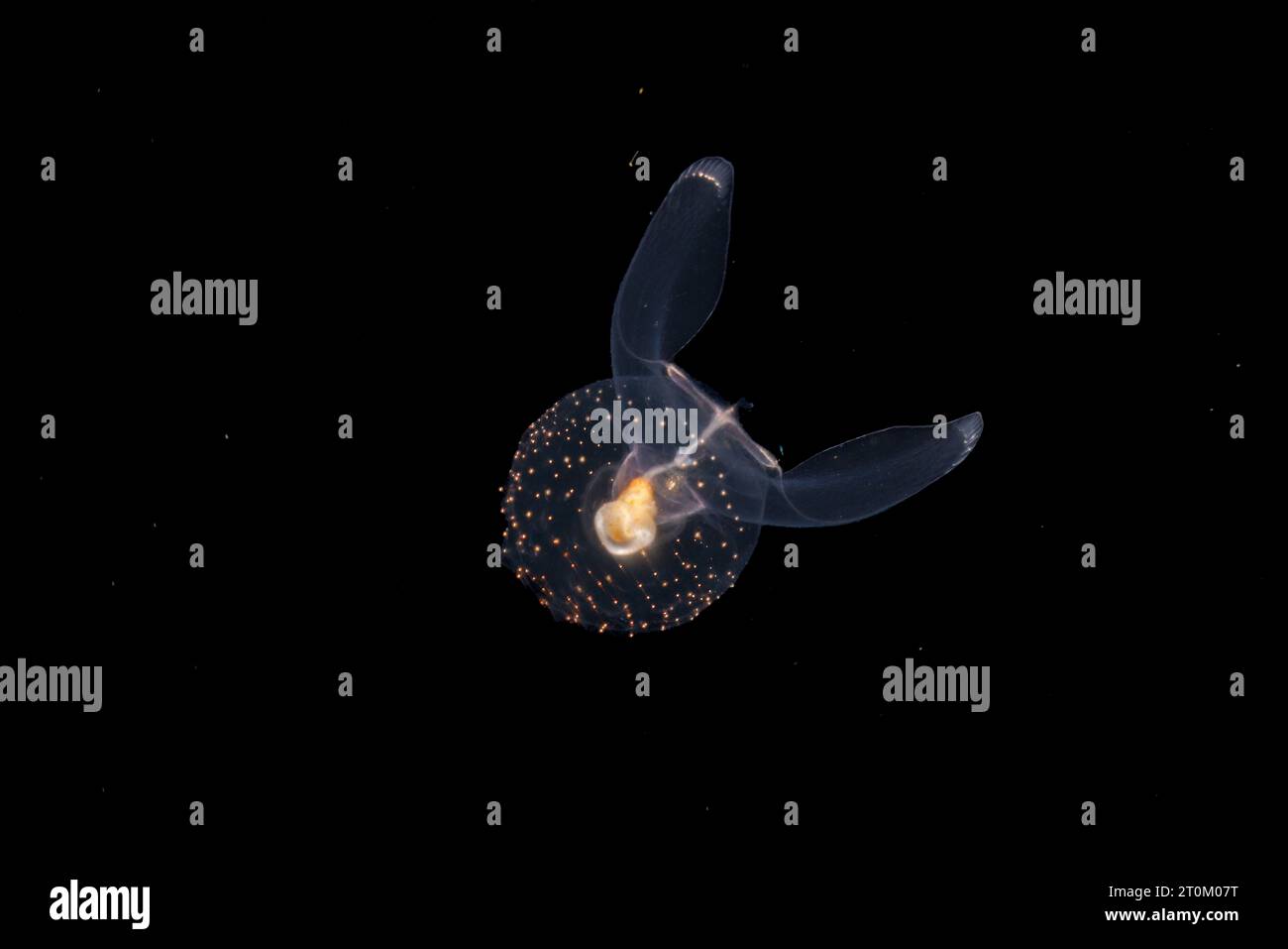 Gymnosomata, bekannt als Seengel, sind pelagische Nacktschnecken. Sie sind fleischfressende Fresser, die andere Pteropoden fressen. Fotografiert in der Nacht, 40 Meter tief auf einem Bla Stockfoto