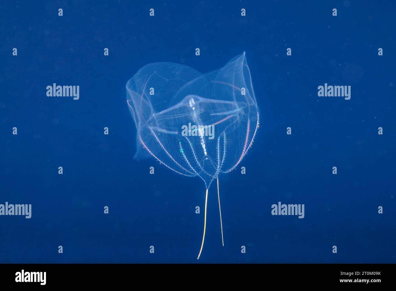 Dieser Lappatenktenophor wird auch als geflügeltes Kamm-Gelee bezeichnet. Ein gallertartiger Organismus mit Zilien, feine haarartige Strukturen in Reihen, die für Mob verwendet werden Stockfoto