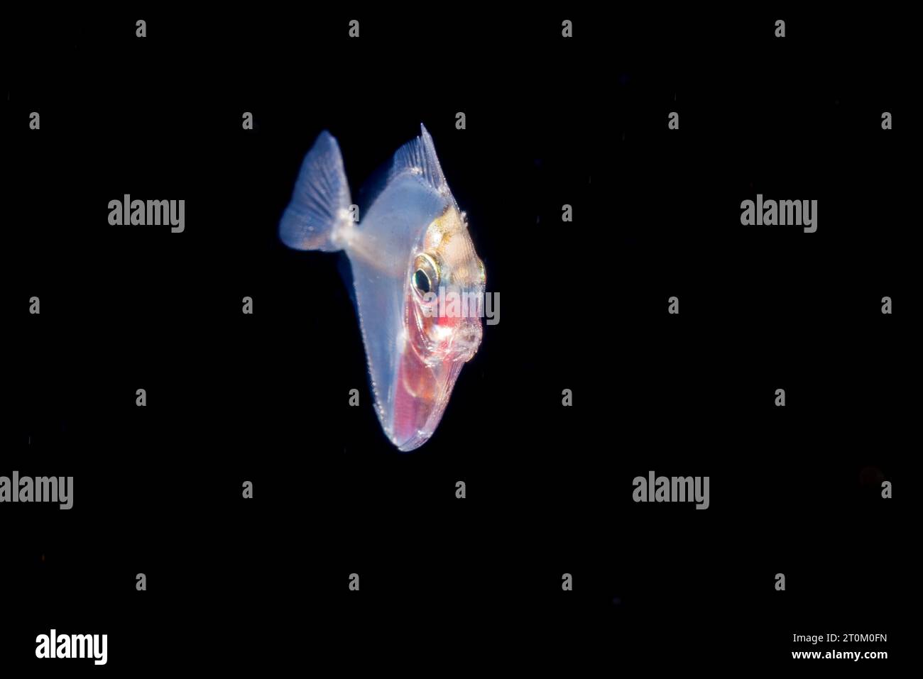 Dieses Larvenstadium eines Chirurgenfisches ist nur drei Zentimeter lang und wurde während eines blackwater Drift Tauchgangs im offenen Ozean auf 50 Fuß mit Boden fotografiert Stockfoto