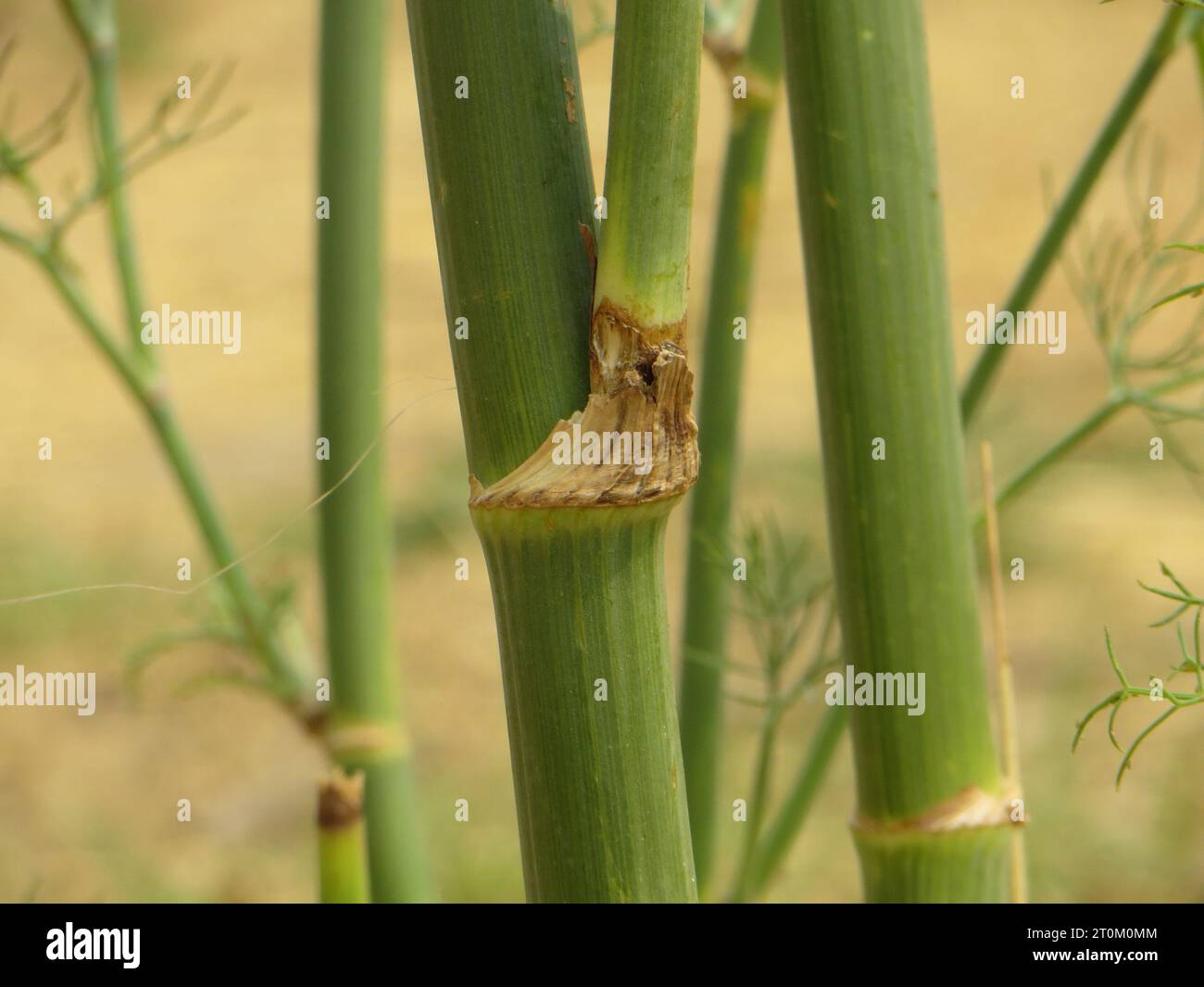 Nahaufnahme von Bambus in trockenem Gras Stockfoto