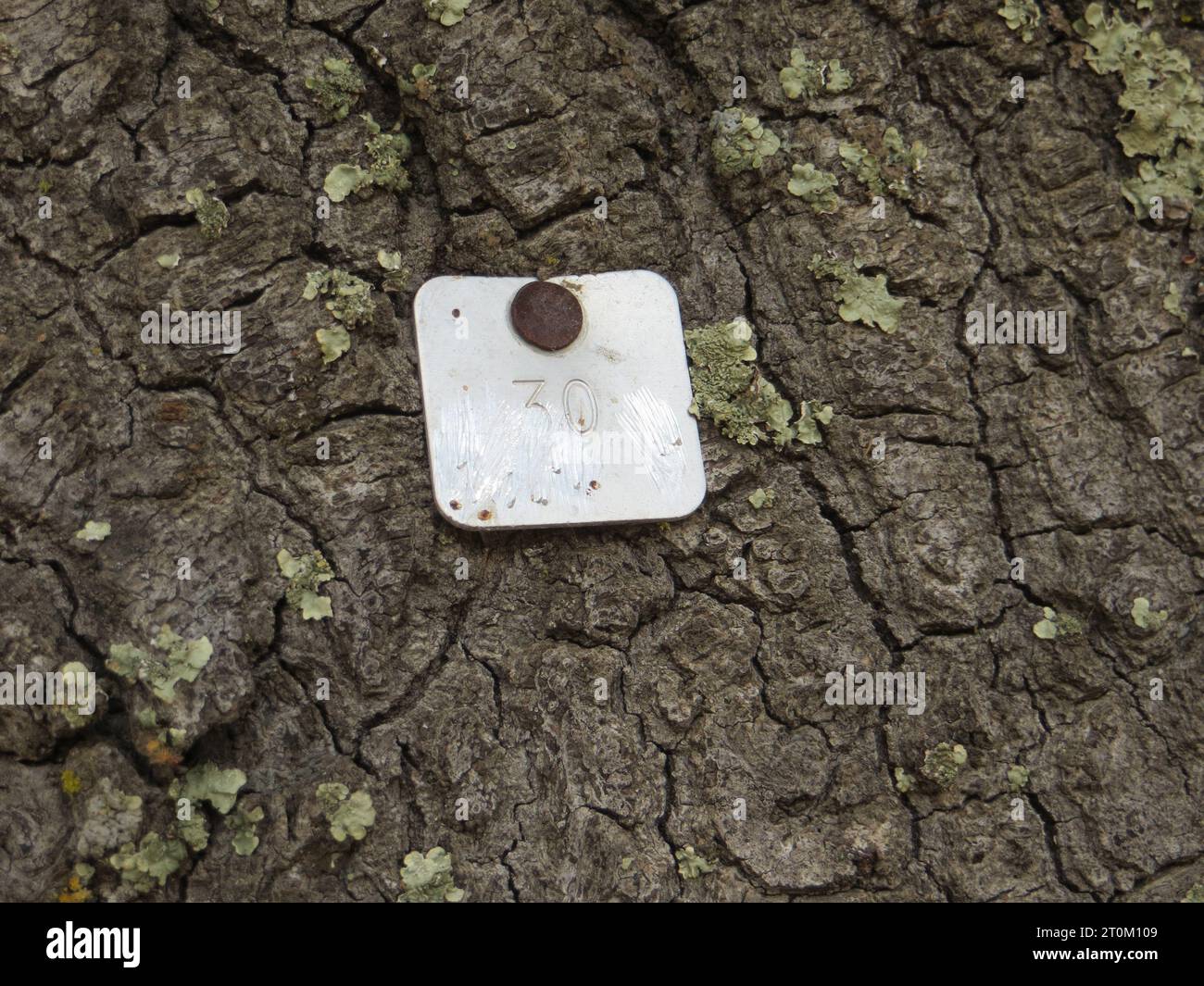 Metallmarker auf einem Baum Stockfoto