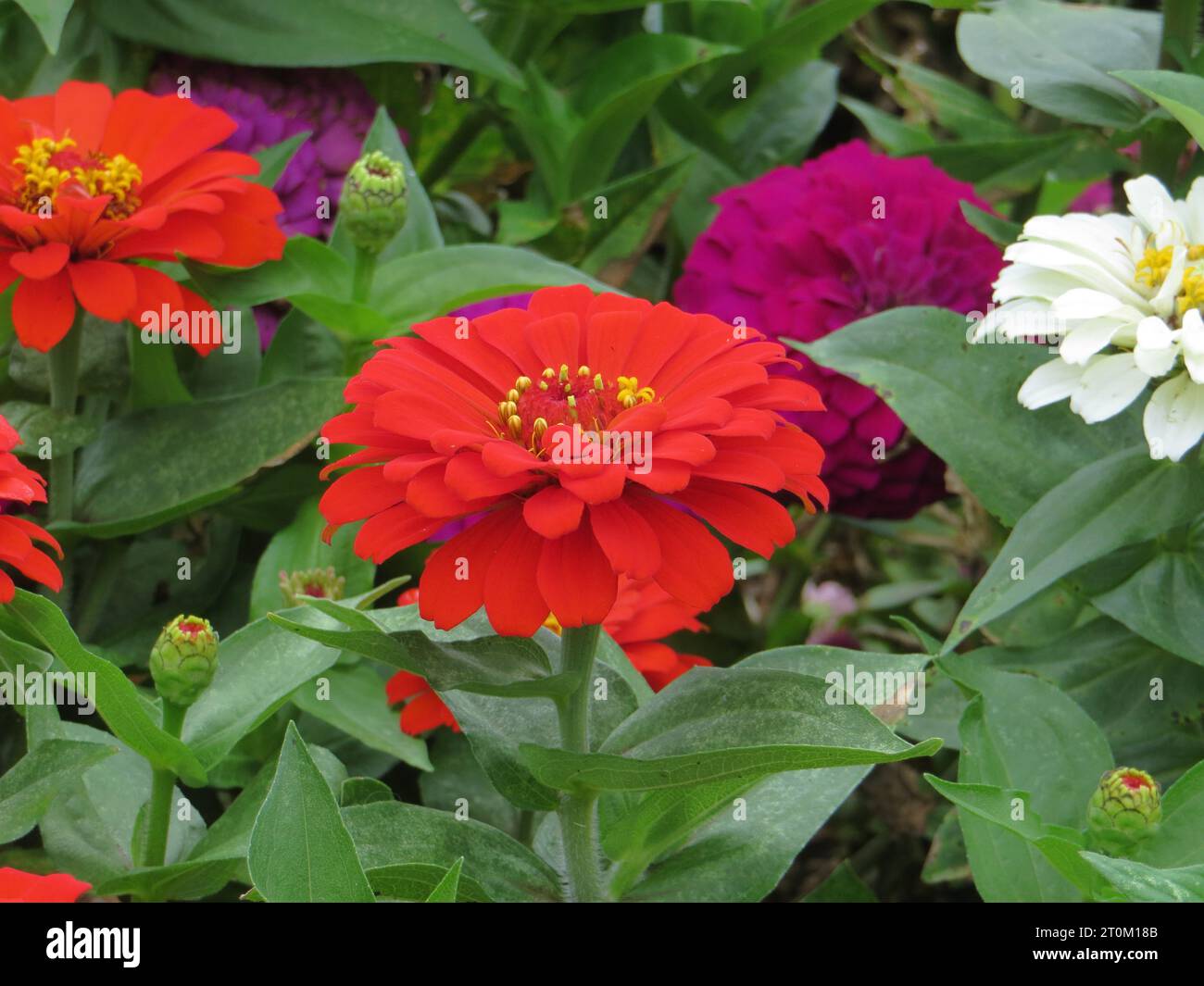 Schöne rote Blumen Stockfoto