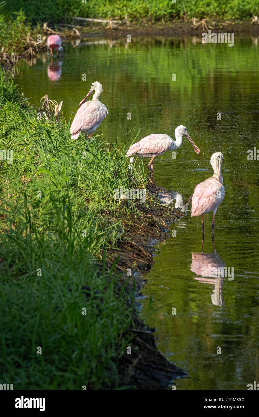 Rosettenlöffel (Platalea ajaja) waten in einem Teich im Amelia Island State Park entlang der Nordostküste Floridas. (USA) Stockfoto