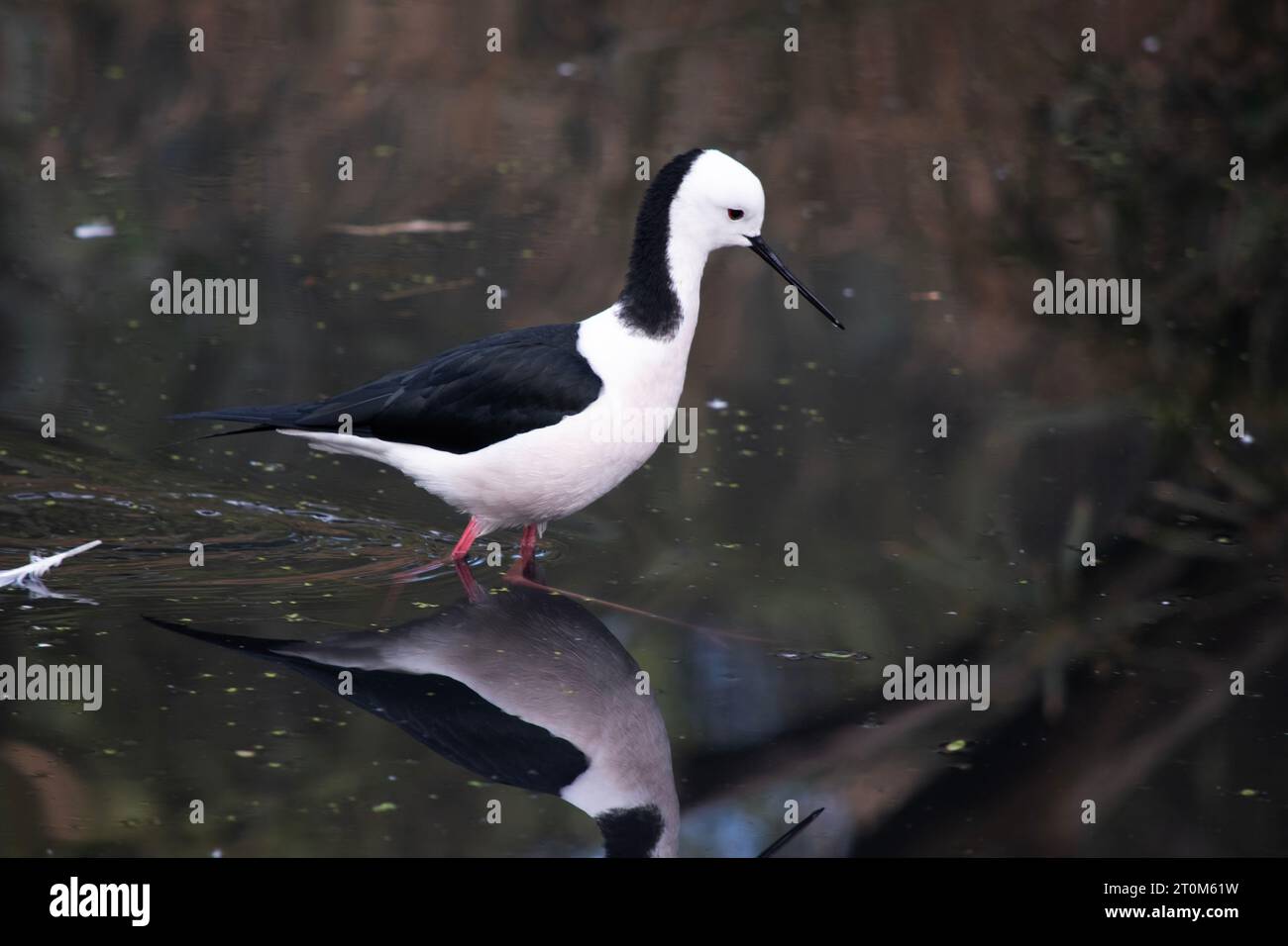 Kleiner Vogel Mit Schwarzen Kopf Schwarzer vogel mit weißer brust -Fotos und -Bildmaterial in hoher