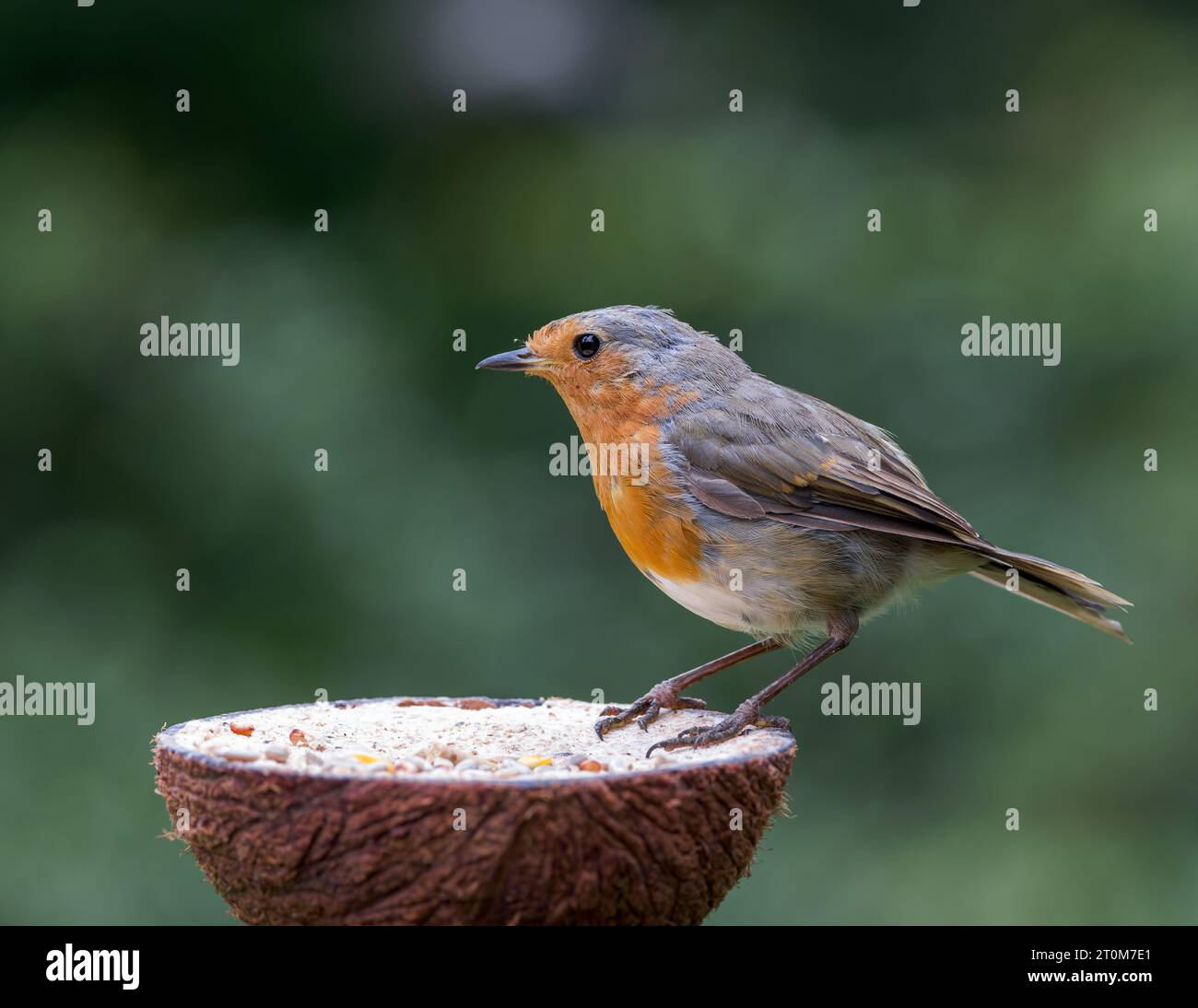 Europäische Robin [ Erithacus rubecula ], die aus Fett- und Samenhalber Kokosnussschale ernährt wird Stockfoto