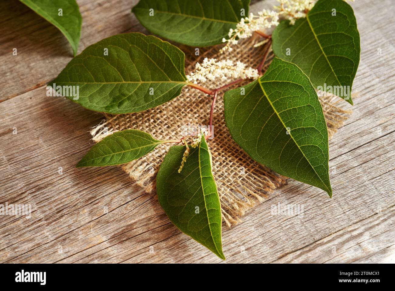 Japanische Knotenweed- oder Reynoutria japonica-Pflanze auf einem Tisch Stockfoto