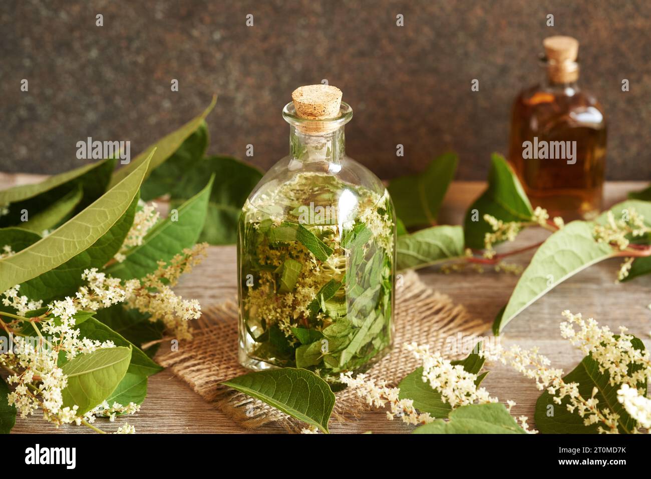 Zubereitung von hausgemachter Tinktur aus frischem japanischem Knotengras oder Reynoutria japonica Blüten und Blättern Stockfoto
