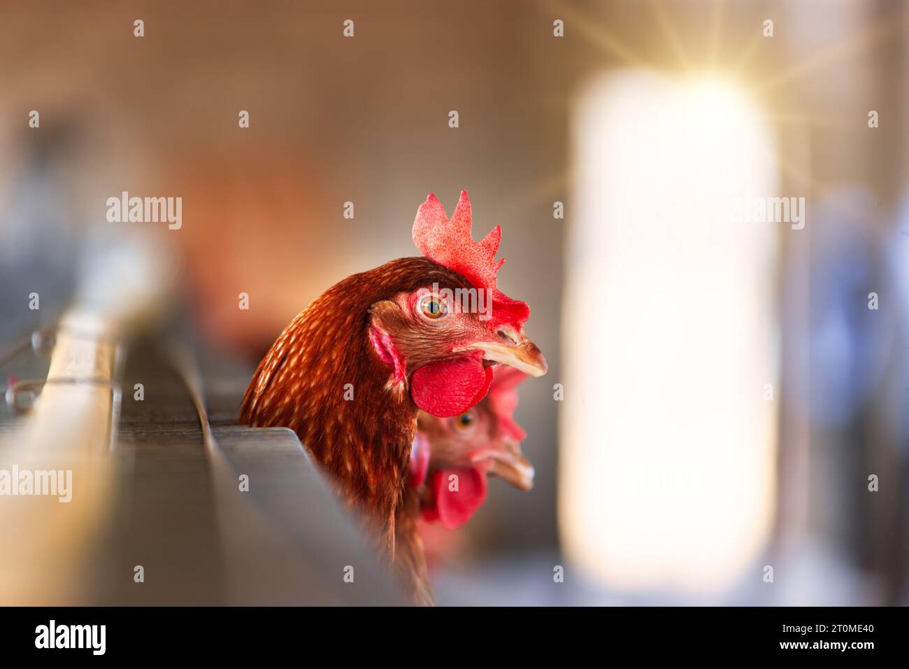 afrikanischer Unternehmer, Eierlegehennen, industrieller Maßstab in mehreren Käfigbatterien hintereinander. Stockfoto