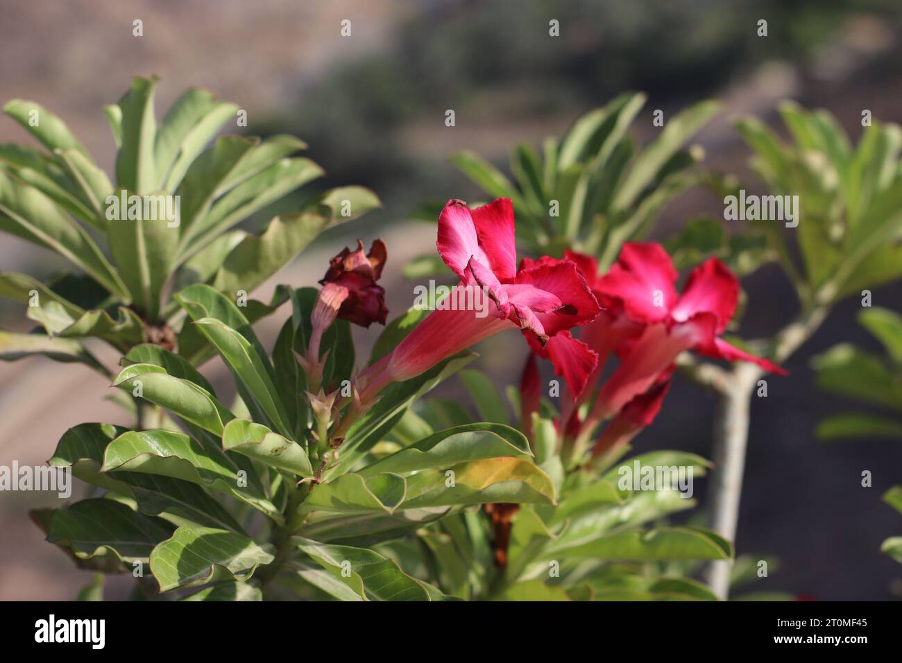 Wo Blumen blühen, so tut Hoffnung auch." Stockfoto