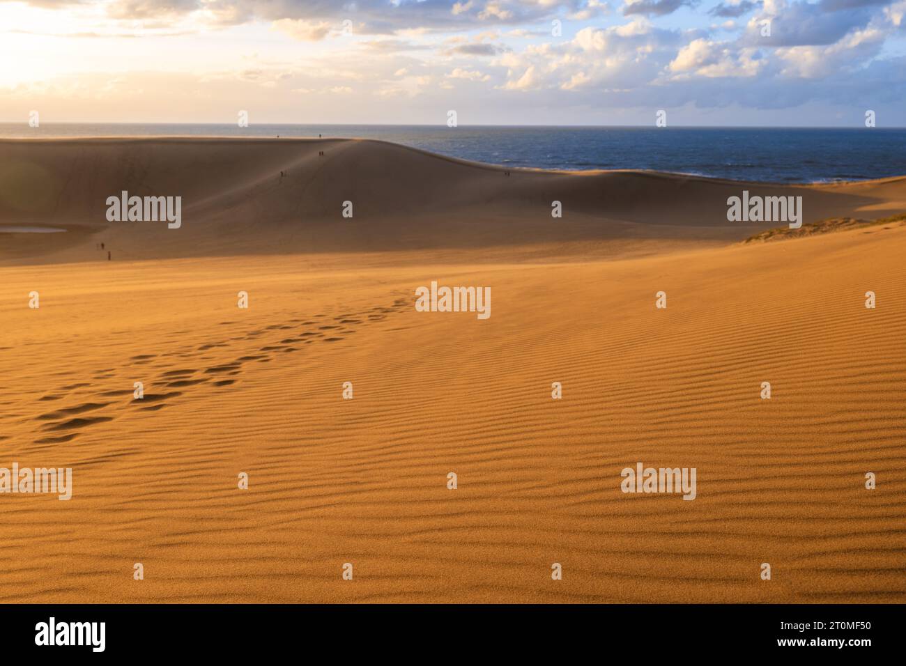 Landschaft der Tottori Sanddünen in der Präfektur Tottori, Japan bei Sonnenuntergang Stockfoto