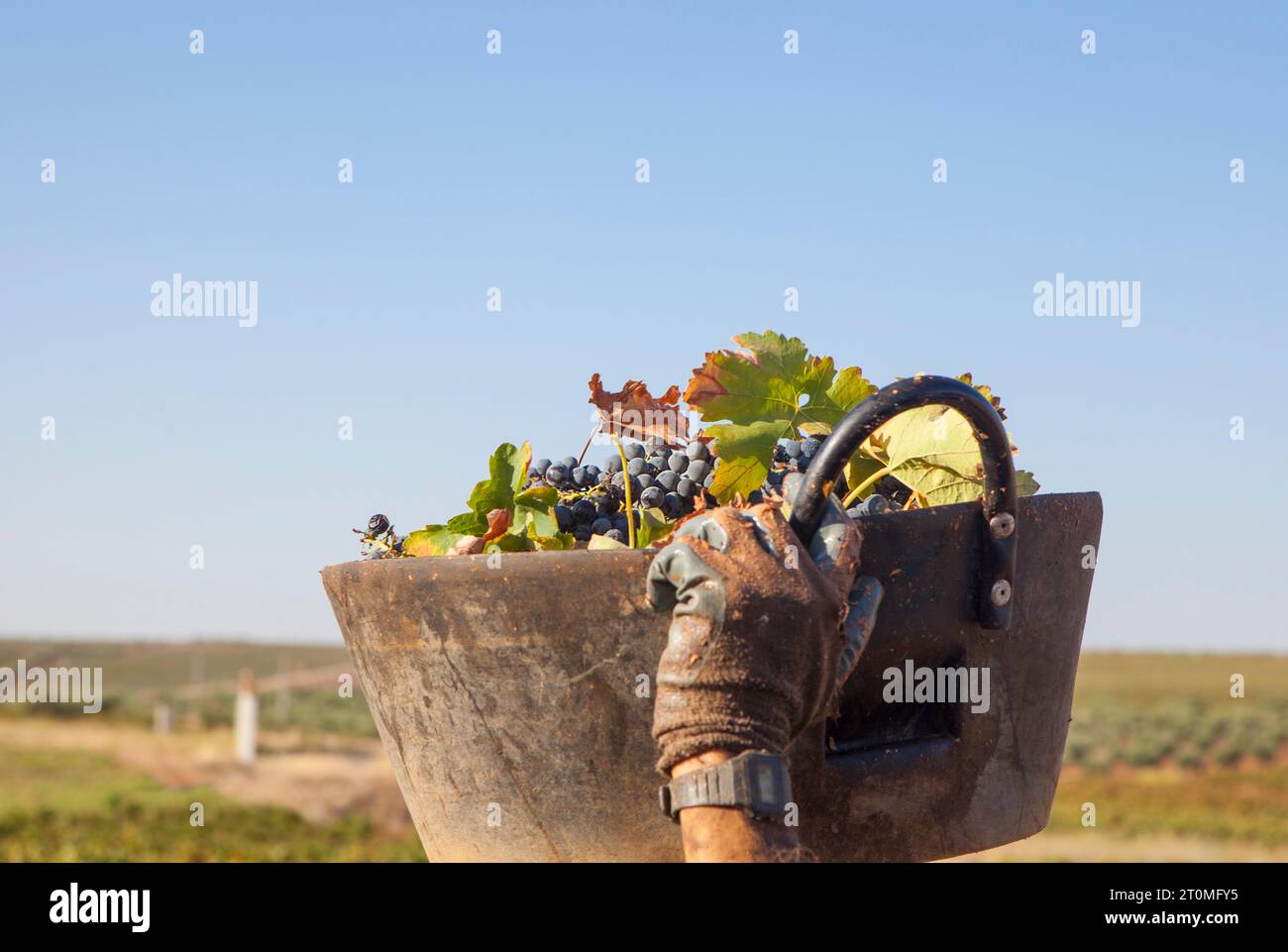 Der Traubenernter trägt den Eimer auf seinem Kopf. Szene der Traubenernte Stockfoto