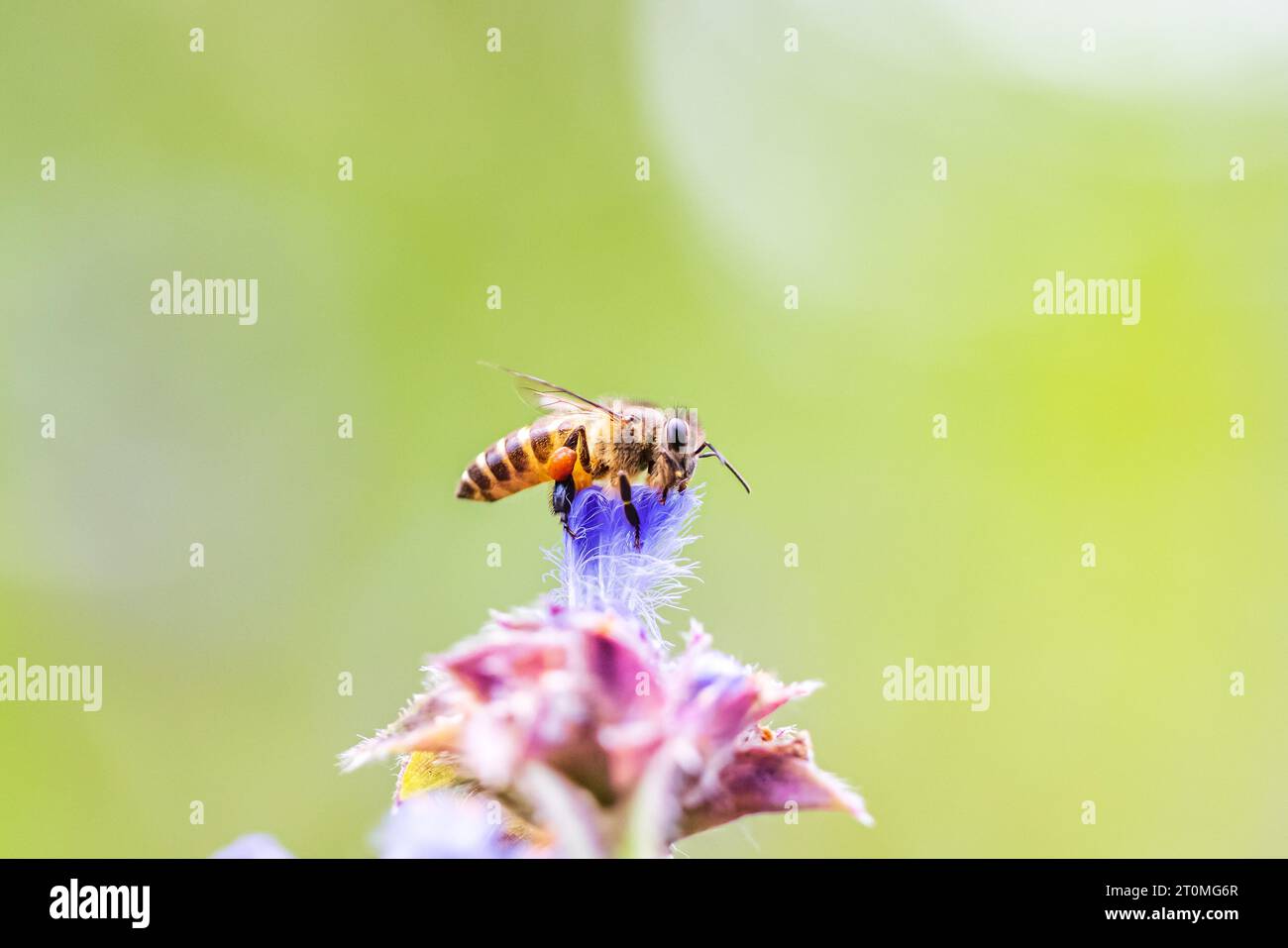 Nahaufnahme einer asiatischen Honigbiene, die am Frühlingsmorgen Pollen auf einer Wildblume sammelt, Pollen an ihren Beinen, bekannt als Pollenkörbe. Thailand. Stockfoto