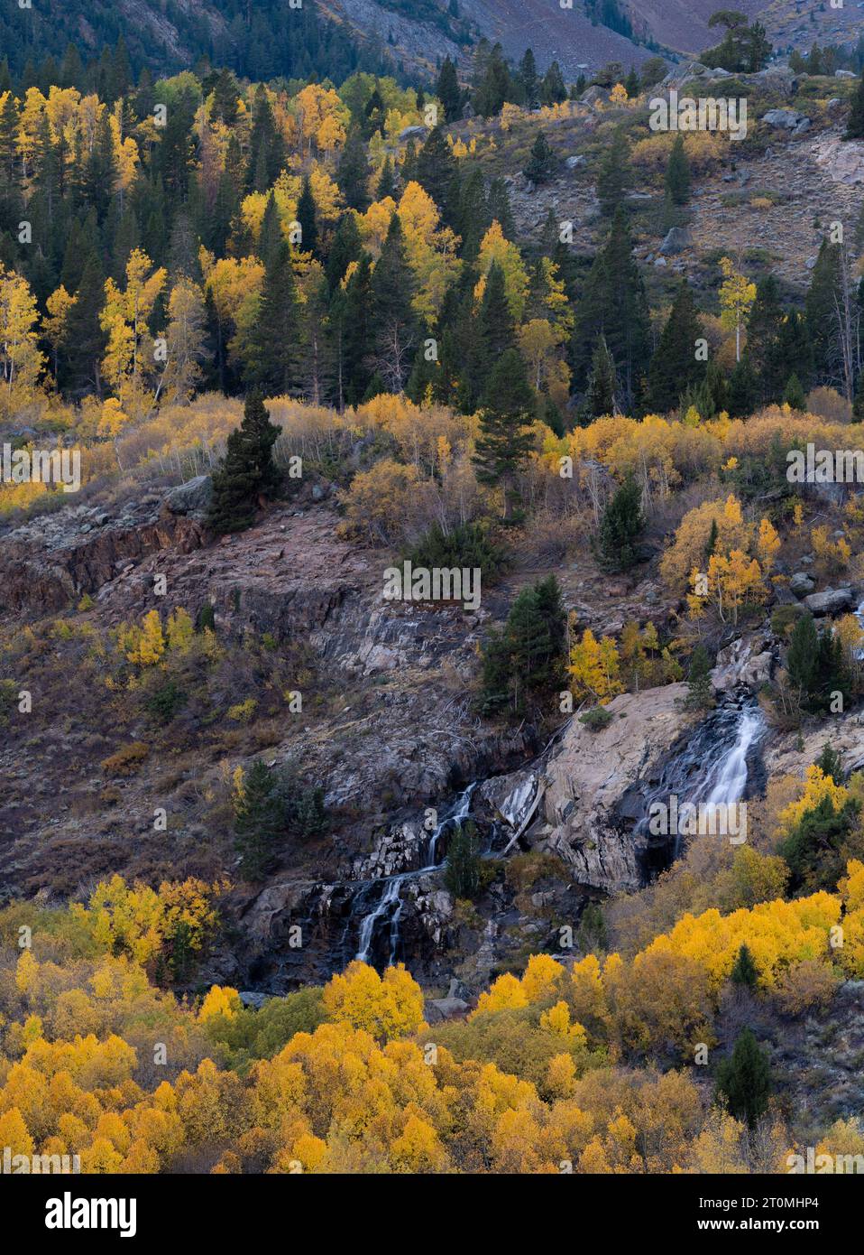 Fall in der östlichen Sierra, Kalifornien Stockfoto