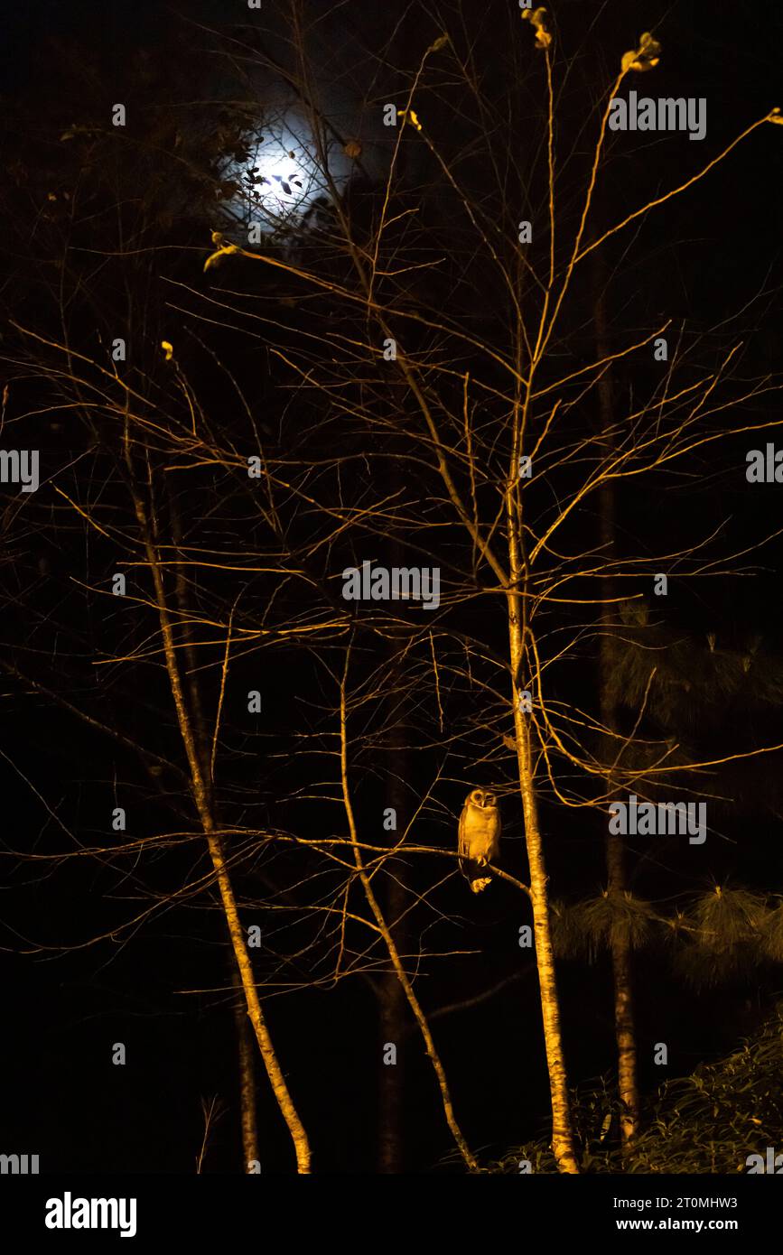 Eine braune Holzeule, die nachts auf dem Zweig eines wilden Baumes sitzt, der Mond scheint im Hintergrund. Doi Inthanon Nationalpark, Thailand. Stockfoto
