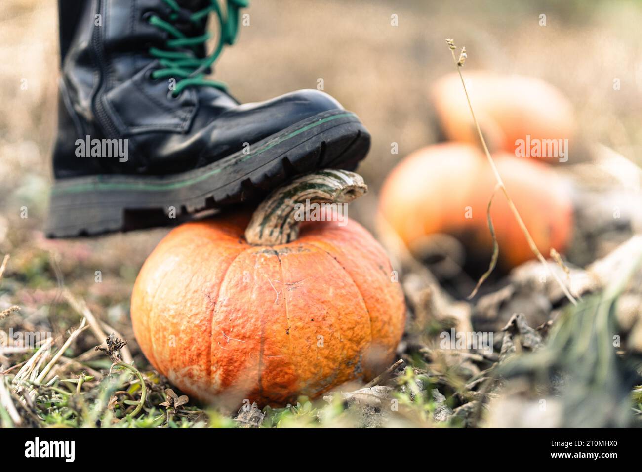 Ein Fuß in einem schwarzen Schuh steht auf einem orangefarbenen Kürbis auf einem Herbstfeld. Kind mit Gemüse. Erntezeit. Gesunde Ernährung. Das Leben im Dorf. Mädchen Harv Stockfoto