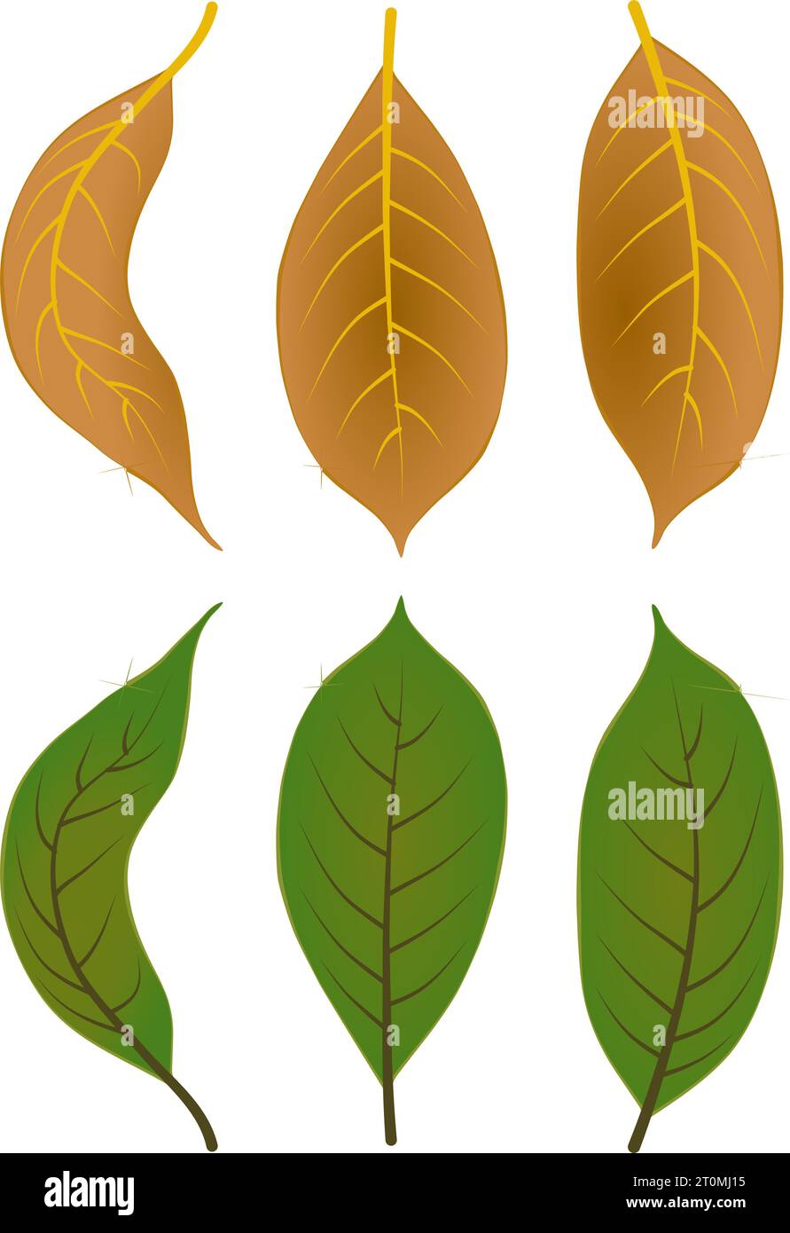 Grafik Illustrated Herbstblätter Laub gefallene Grafik Illustrationen Farben braun grün Stock Vektor Grafik Illustrated Herbstblätter Laub gefallene Grafik Illustrationen Farben braun grün Stock Vektor