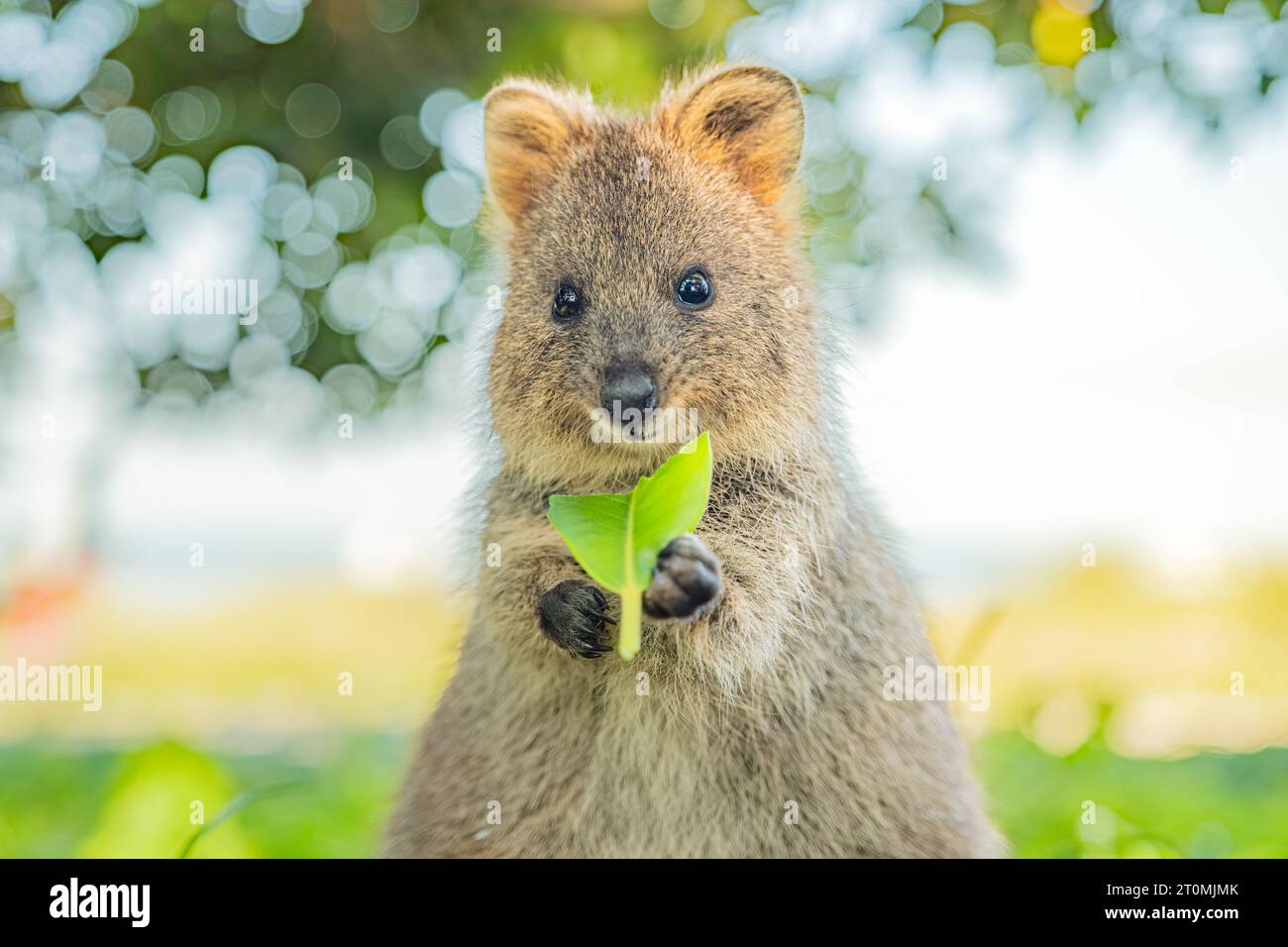 Quokka, glückliches Tier lächelt mit einem Blatt in den Händen, Rottnest Island, Western Australia Stockfoto