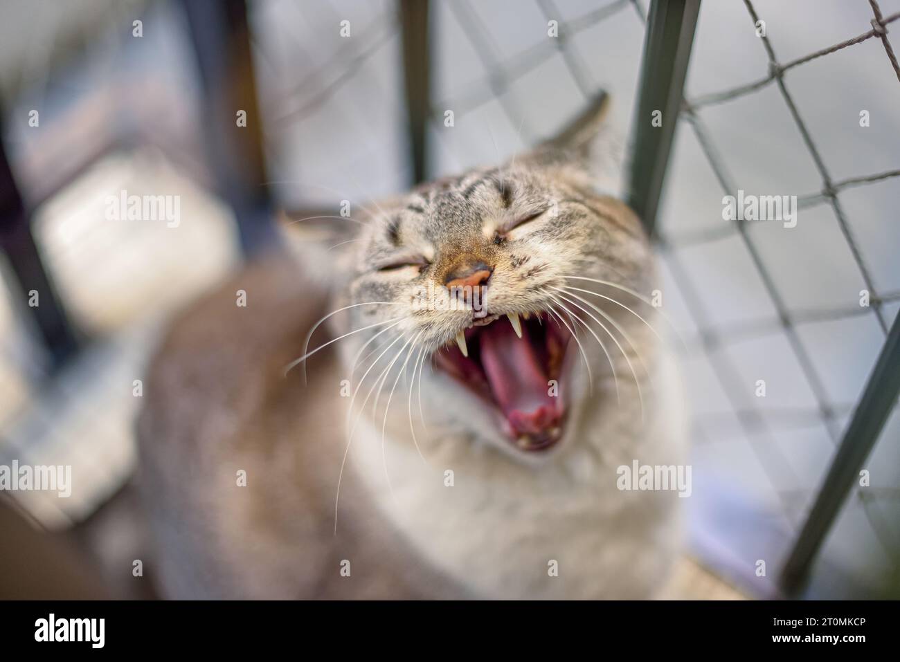 Porträt einer gähnenden weißen Katze Stockfoto