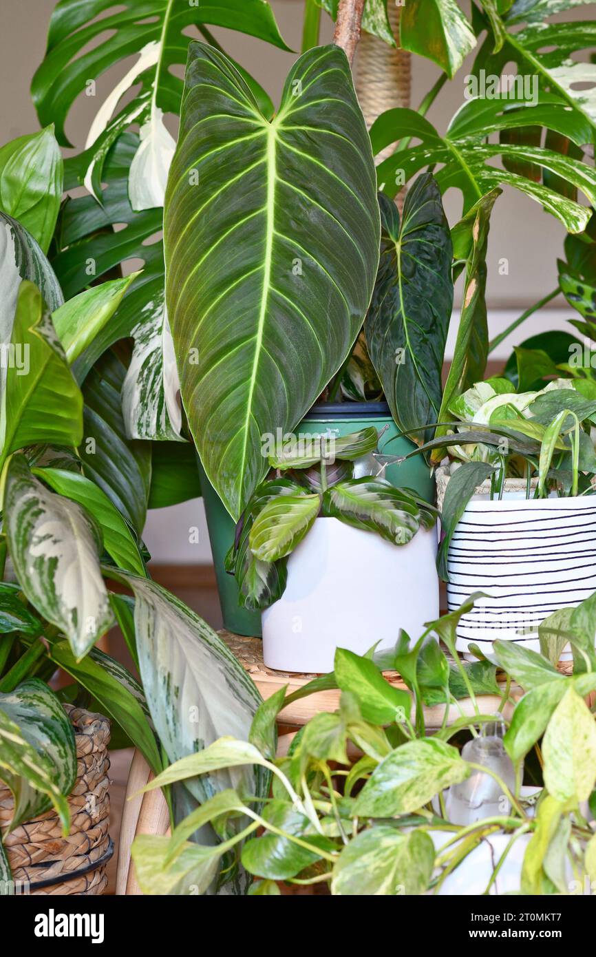 Urbaner Dschungel. Verschiedene tropische Zimmerpflanzen wie Philodendron oder Pothos in Blumentöpfen Stockfoto