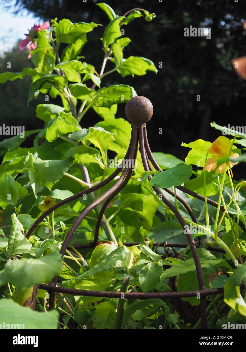 Nahaufnahme einer rustikalen Metallpflanzenstütze (rostiger Eisenkäfig) umgeben von frischem grünem Laub in einer britischen Gartengrenze Stockfoto