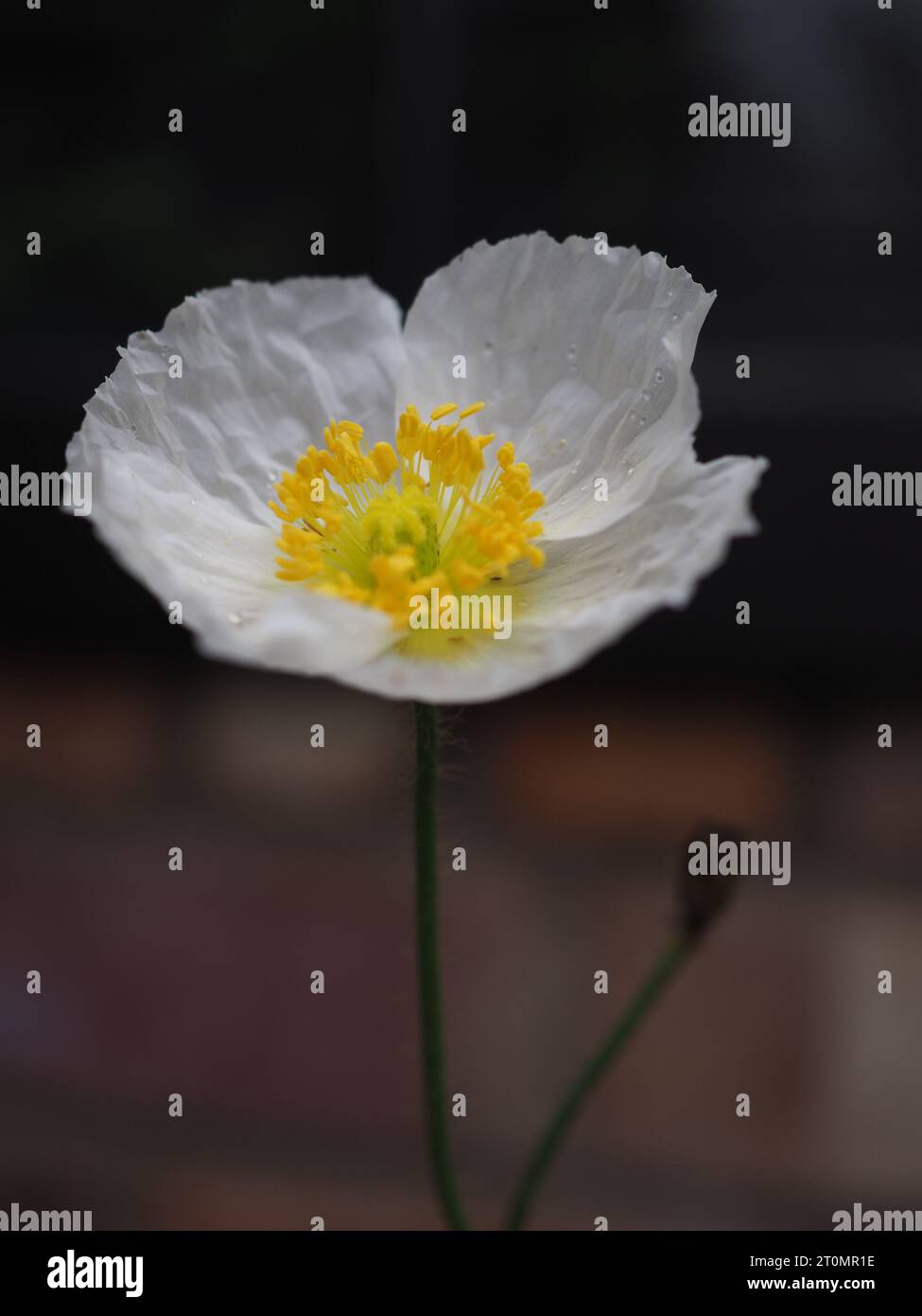 Nahaufnahme einer weißen isländischen Mohnblume (Papaver Nudicaule 'Champagne Bubbles White') vor dunklem Hintergrund Stockfoto