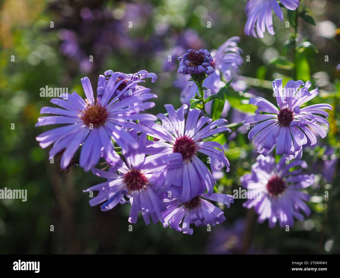 Nahaufnahme von lilafarbenen Aster- oder Michaelmas Daisy-Blüten (unbekannte Sorte) im schattigen Schatten mit einigen Blütenblättern, die von der Sonne hervorgehoben werden Stockfoto