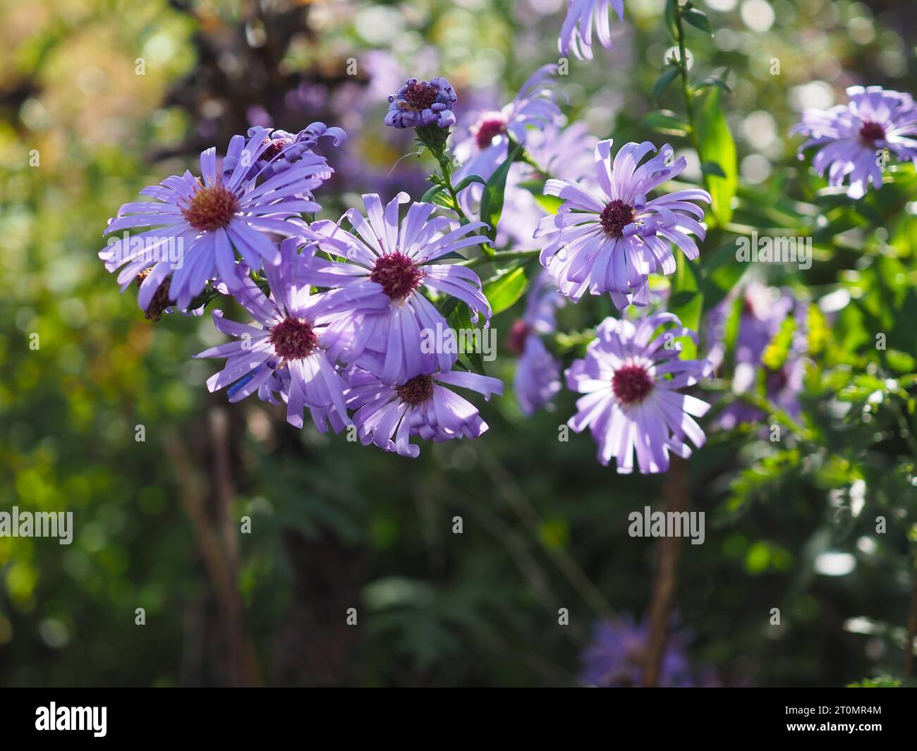 Wunderschöne hinterleuchtete Asterblumen, die in der Herbstsonne in einem britischen Landhausgarten im Oktober blasslila leuchten, vielleicht Symphyotrichum novae-angliae Stockfoto