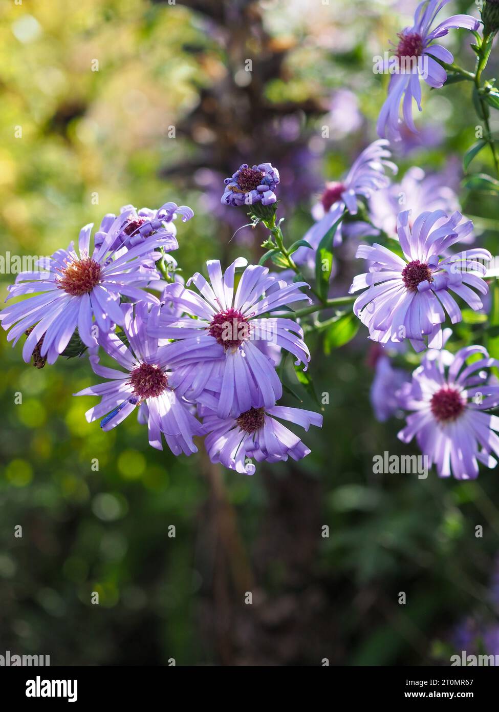 Violette Astern oder Michaelmas Daisy Blumen, die von der Herbstsonne hinterleuchtet werden Stockfoto