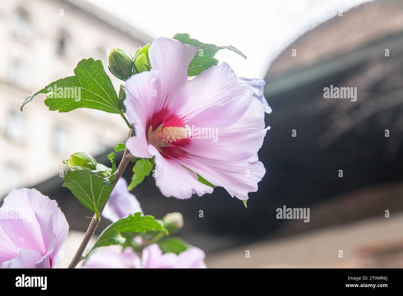 Rose Malve (Hibiscus moscheutos 'Luna Pink Swirl Stockfoto