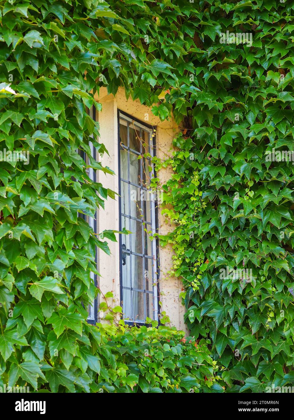 Altes bleihaltiges Fenster in einem Steingebäude, umgeben von frischem grünen Klettern, selbstklebendem Efeu (Hedera) immergrünem Laub Stockfoto