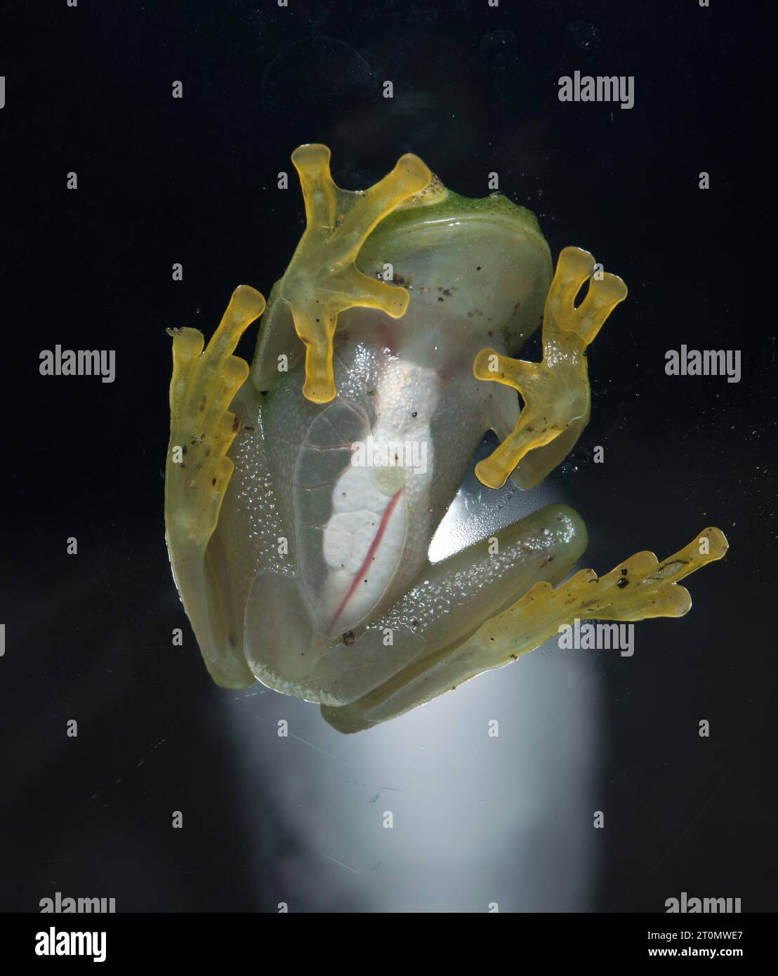 Fleischmann-Glasfrosch (Hyalinobatrachium fleischmanni) Stockfoto