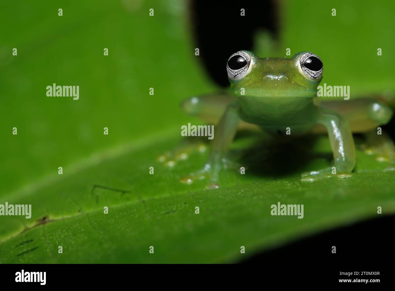 Geisterglasfrosch (Sachatamia ilex) Stockfoto