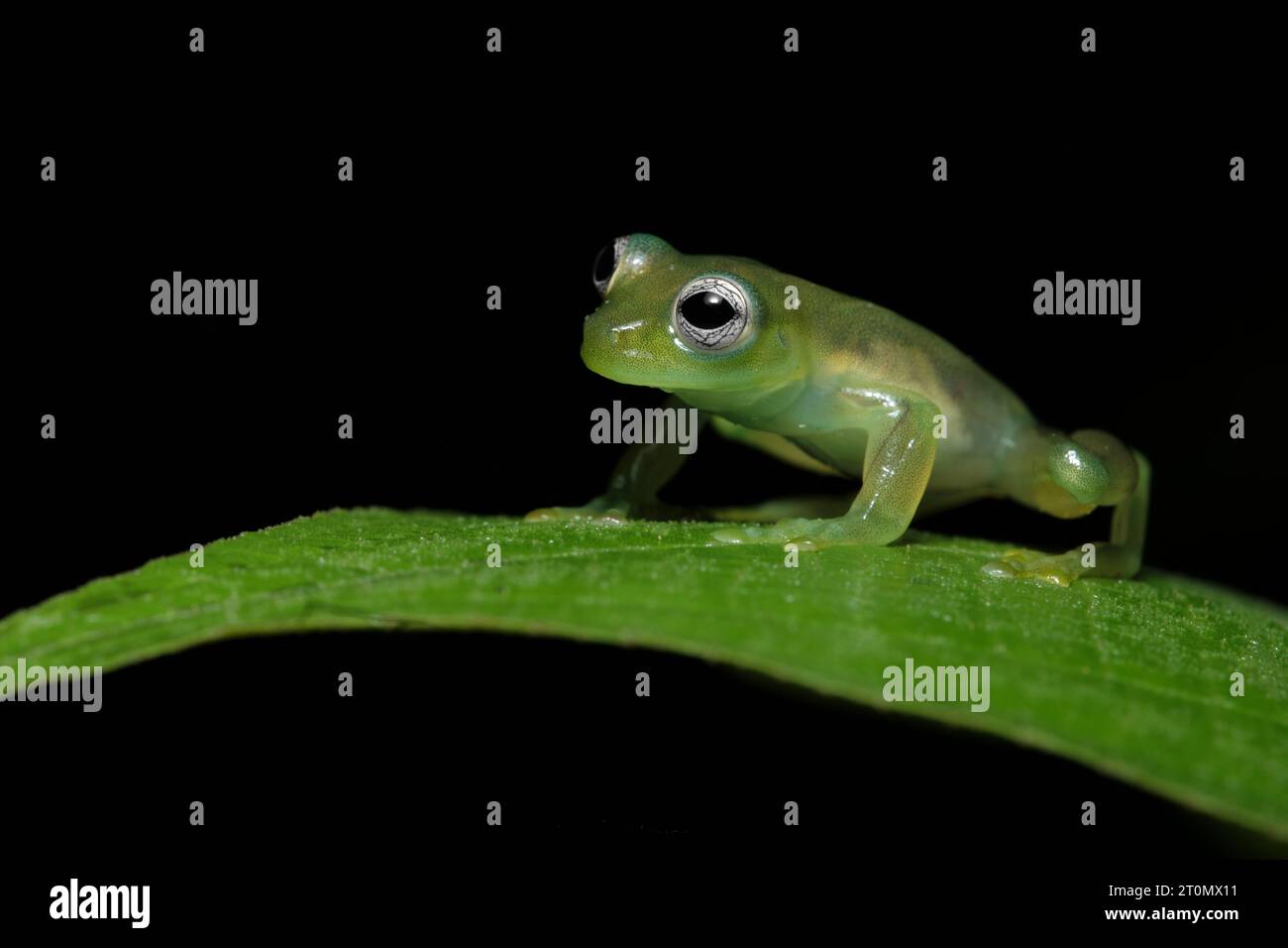 Geisterglasfrosch (Sachatamia ilex) Stockfoto