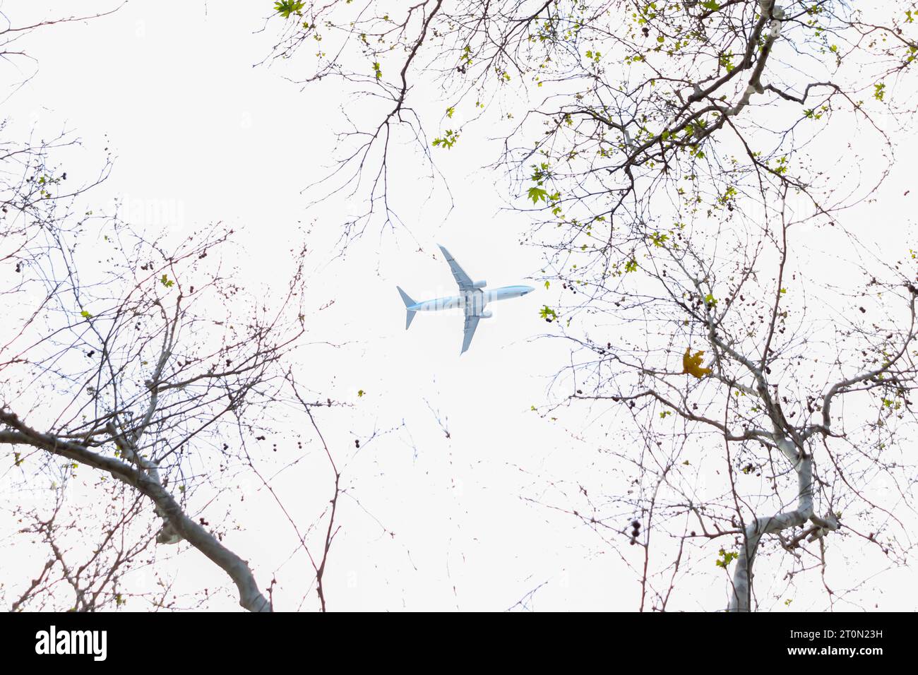 Ein Flugzeug, das hinter trockenen Ästen vorbeifliegt Stockfoto