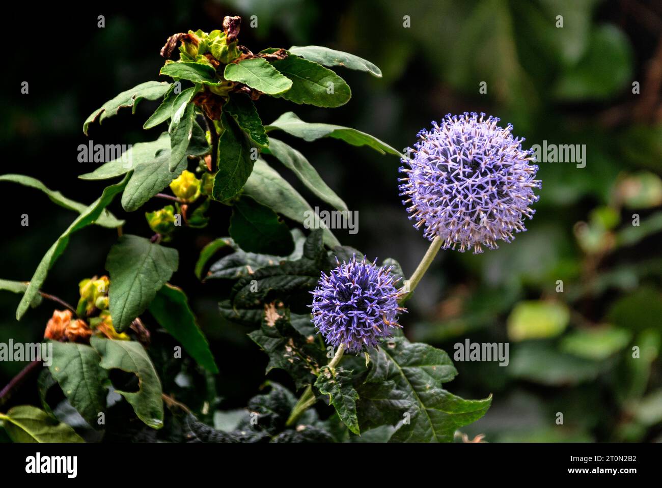 Die südliche Globus-Distel stammt aus Südosteuropa, der Türkei, Kasachstan, in Whitby, einer Küstenstadt in Yorkshire, Nordengland. Stockfoto