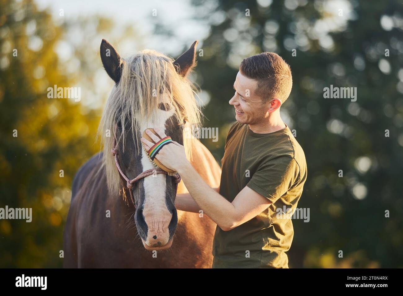 Mann bei der Pferdepflege an sonnigen Sommertagen. Nahaufnahme der Hand beim Bürsten des Rückens der braunen Stute. Stockfoto