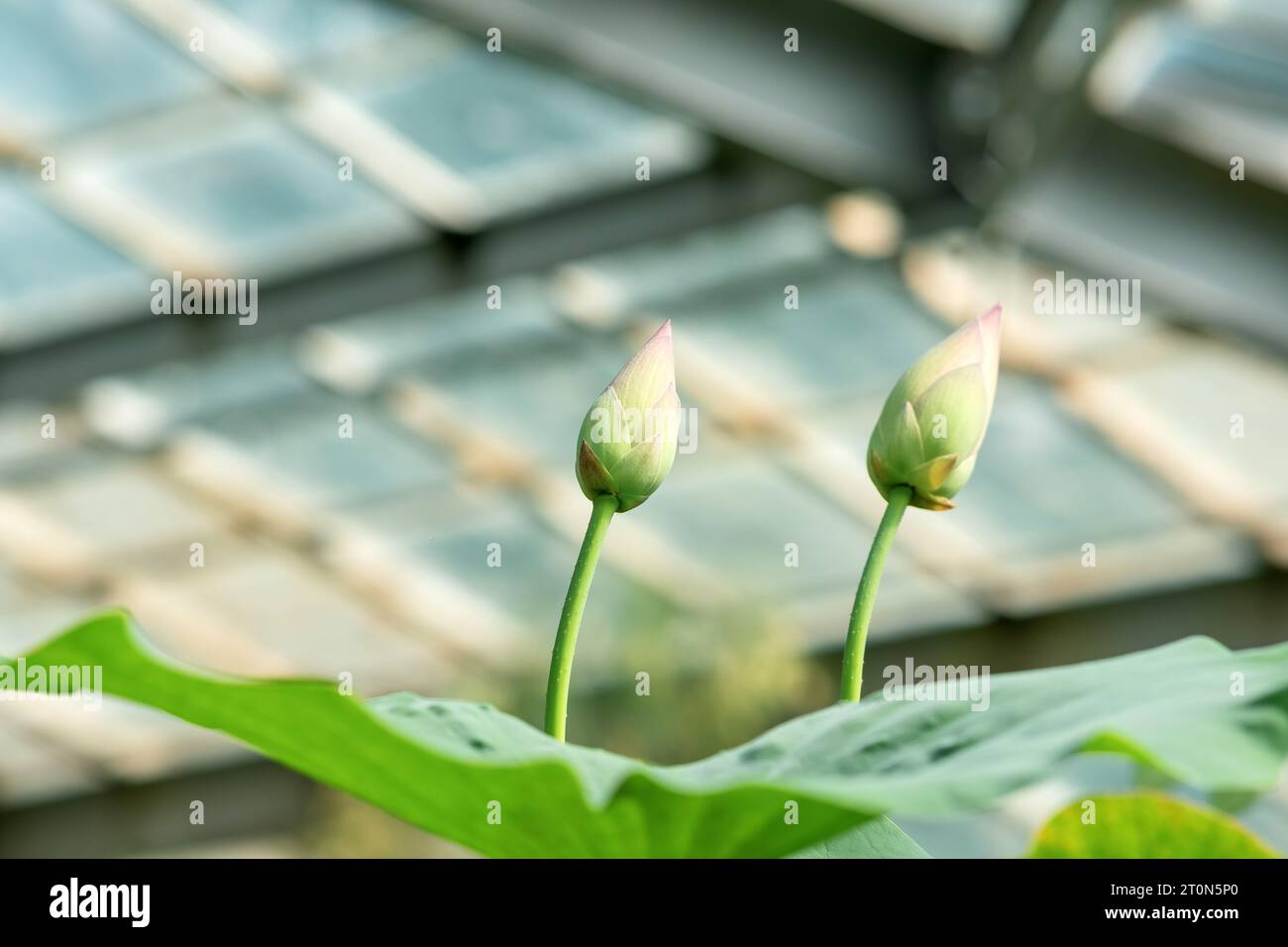 Junge Knospen der Lotusblüte unter der Kuppel des Gewächshauses Stockfoto