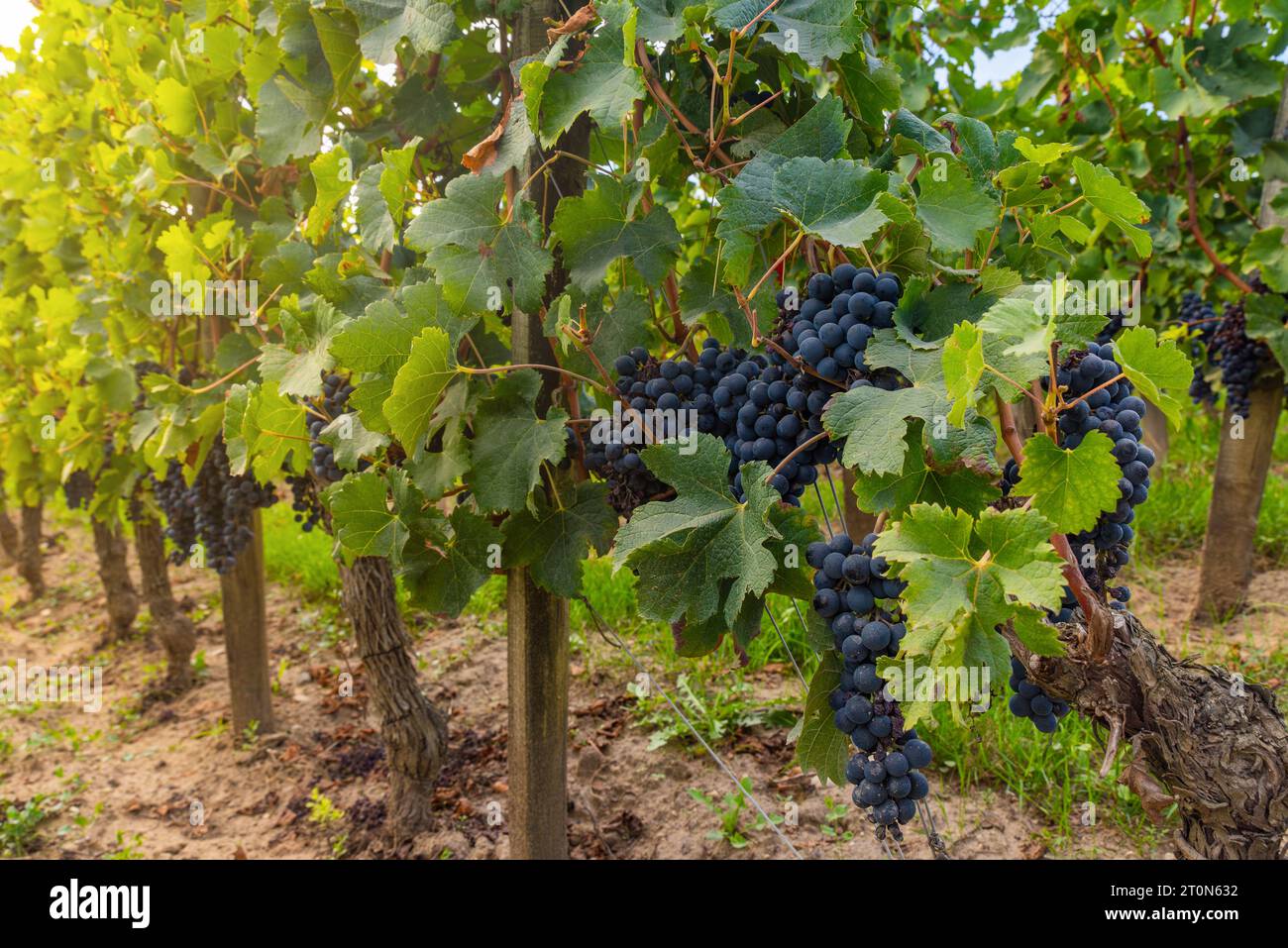 Weinberg mit einem Haufen blauer Trauben in Saint Emilion, Bordeaux. Weingärten in Frankreich. Weinindustrie. Landwirtschaft und Erntekonzept Stockfoto