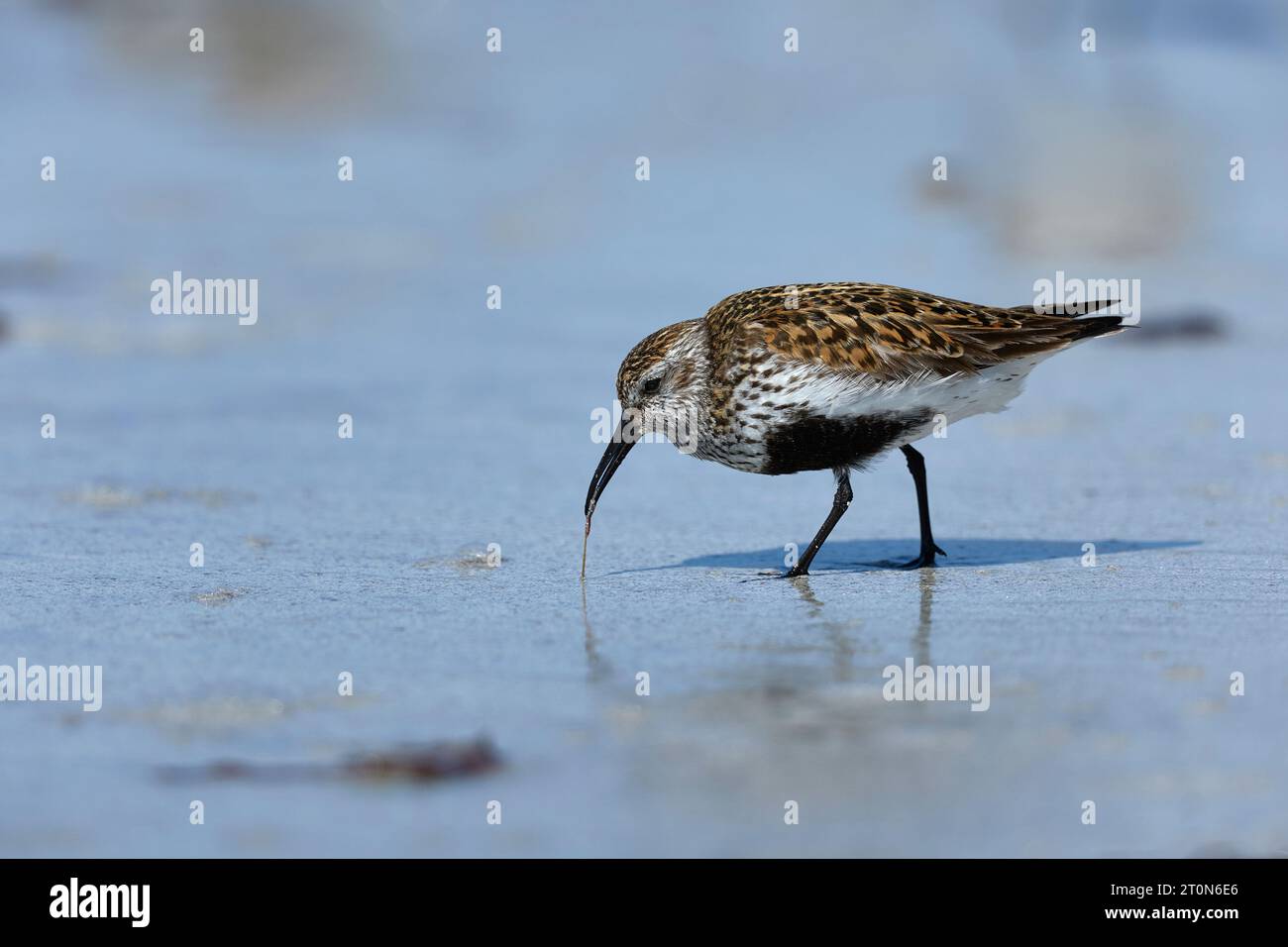 Dunlin ernährt sich an einem schottischen Strand Stockfoto