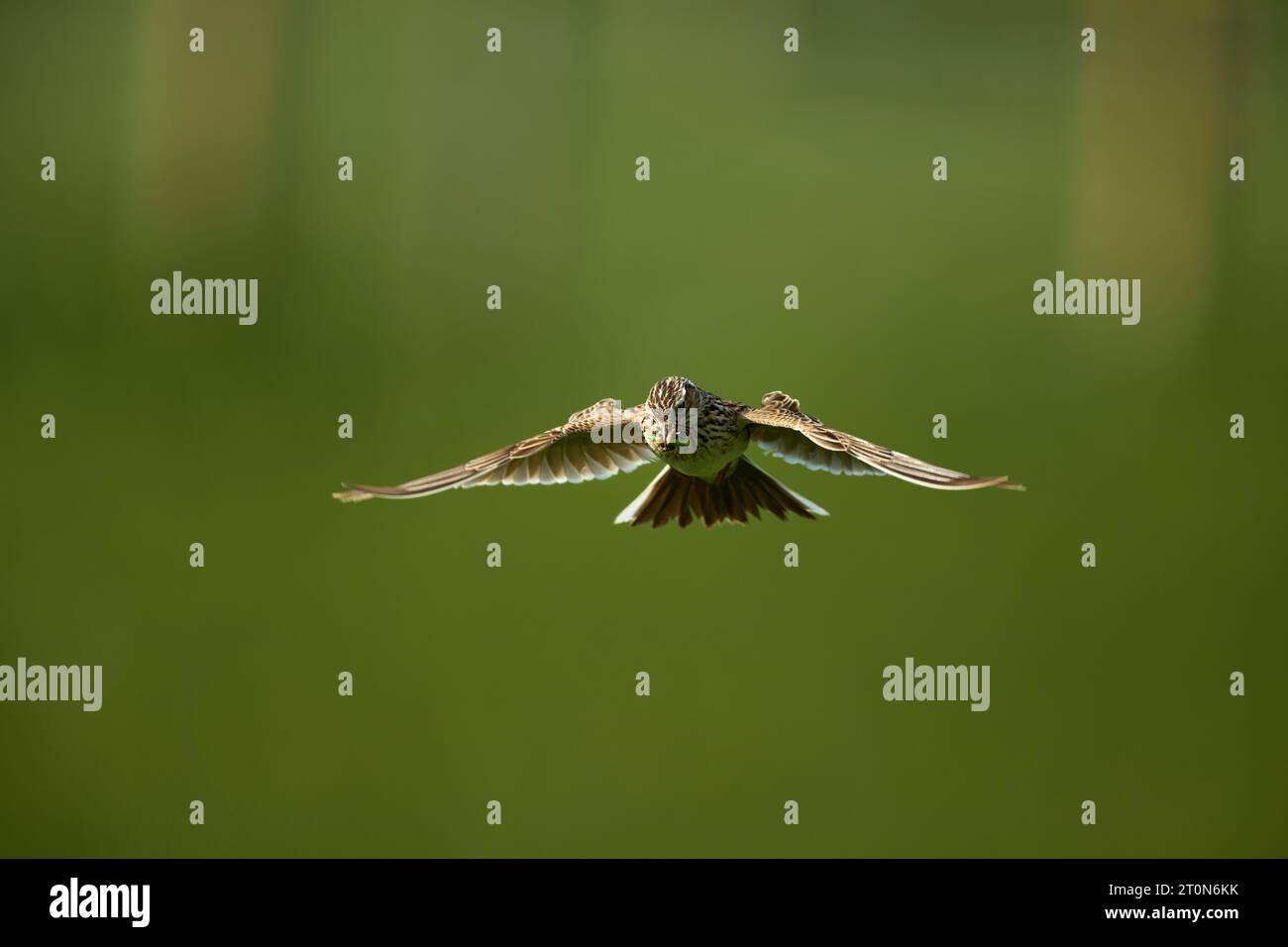 Skylark fliegt mit Schnabel voller Insekten Stockfoto