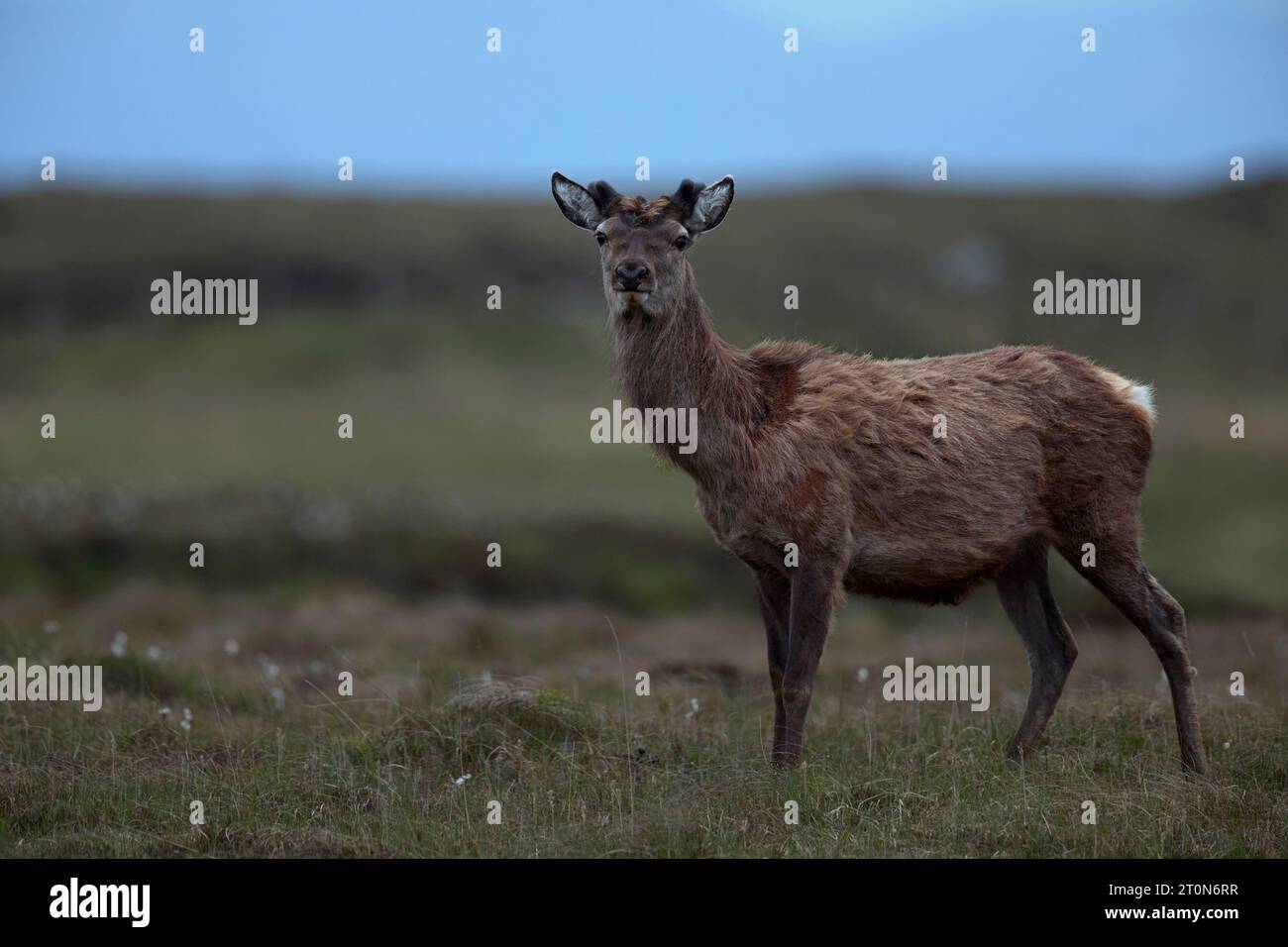 Rotwild auf Moorland Stockfoto