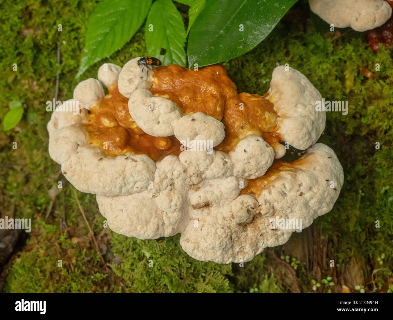 Gefällige Pilzkäfer kriechen über große Pilze in den Ausläufern von South Carolina Stockfoto