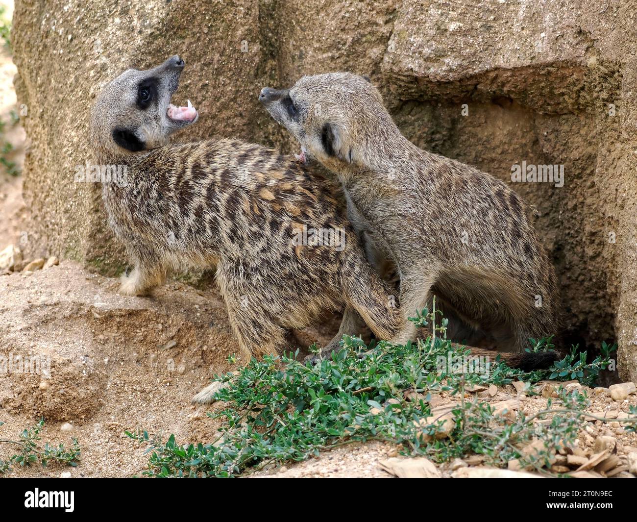 Erdmännchen oder Suricate (Suricata) spielen auf dem Boden mit offenem Mund Stockfoto