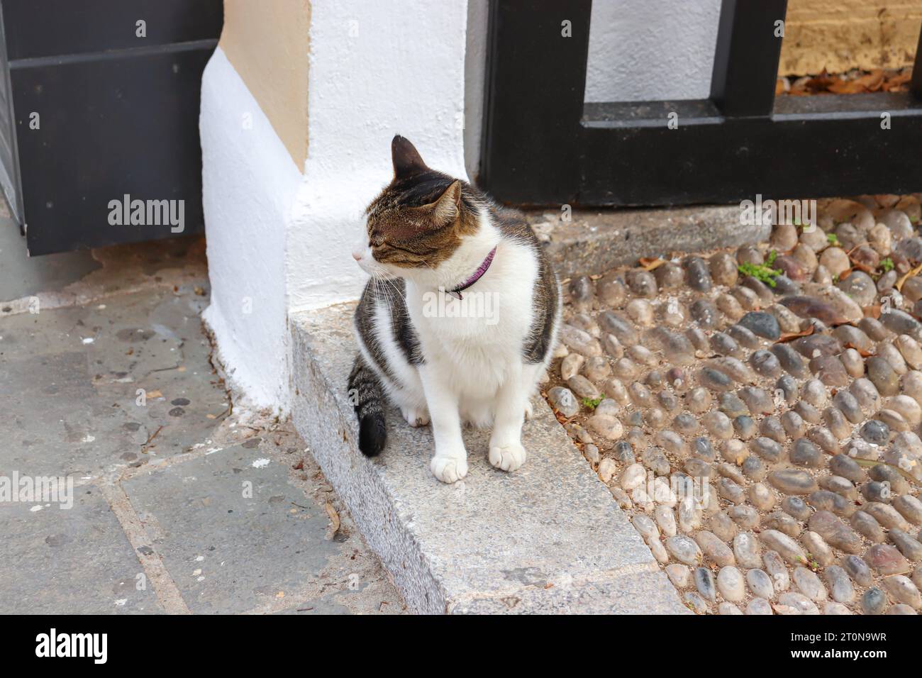 Katzenprofil, Blick zur Seite, während er auf einer Stufe in der Altstadt von Rhodos steht Stockfoto