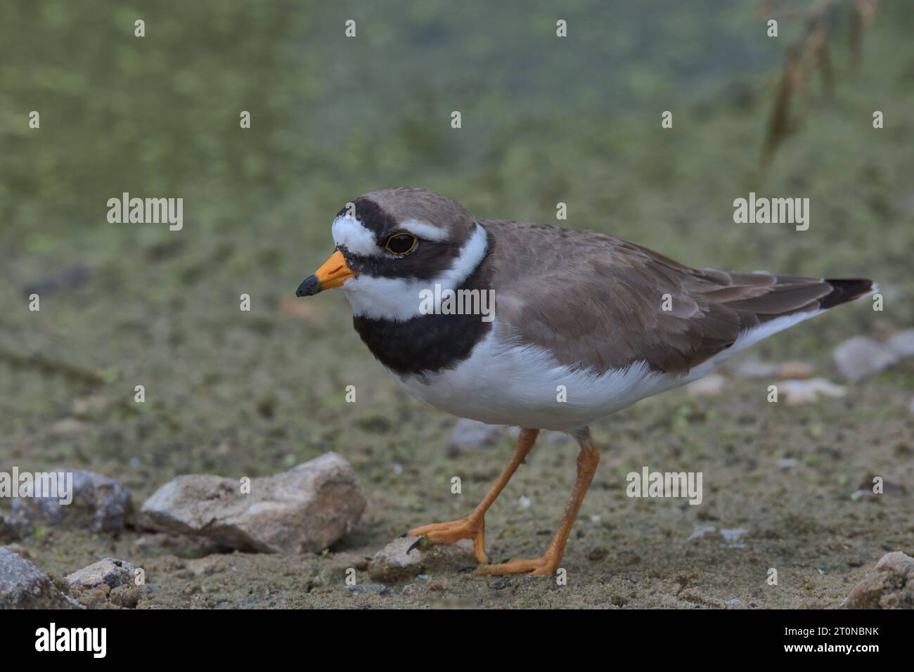 Kleiner beringter Pflug, der am Rand eines Teichs nach Nahrung sucht. Stockfoto