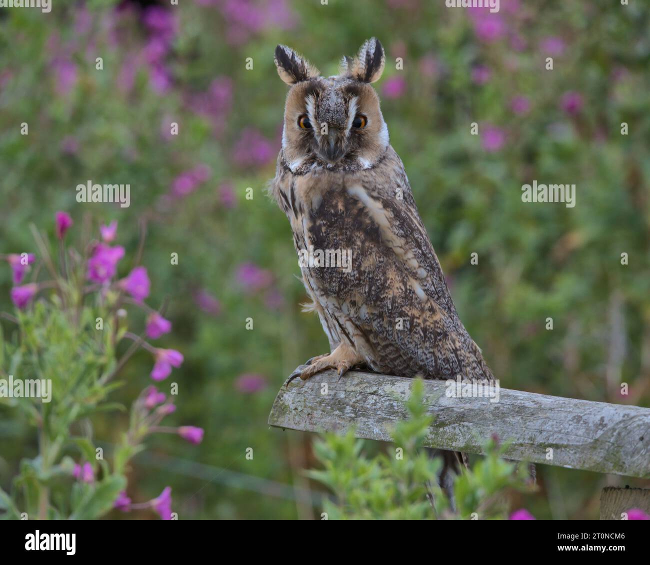 Nördliche Langohr-Eule auf einem hölzernen Handlauf. Stockfoto