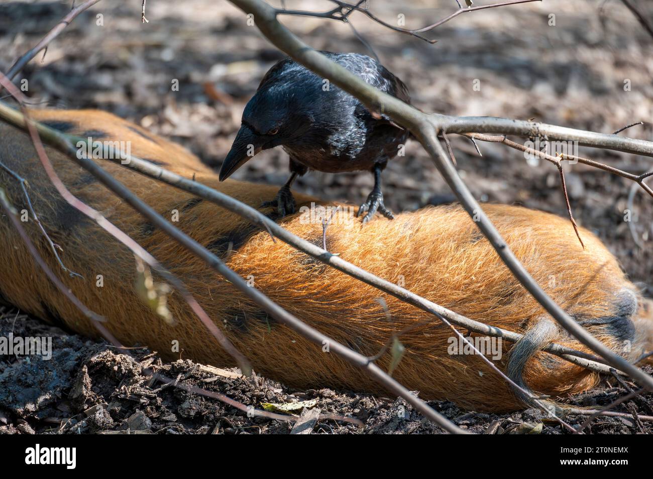 Schwarze Krähe sitzt auf einem schlafenden Schwein mit braunen Haaren Stockfoto