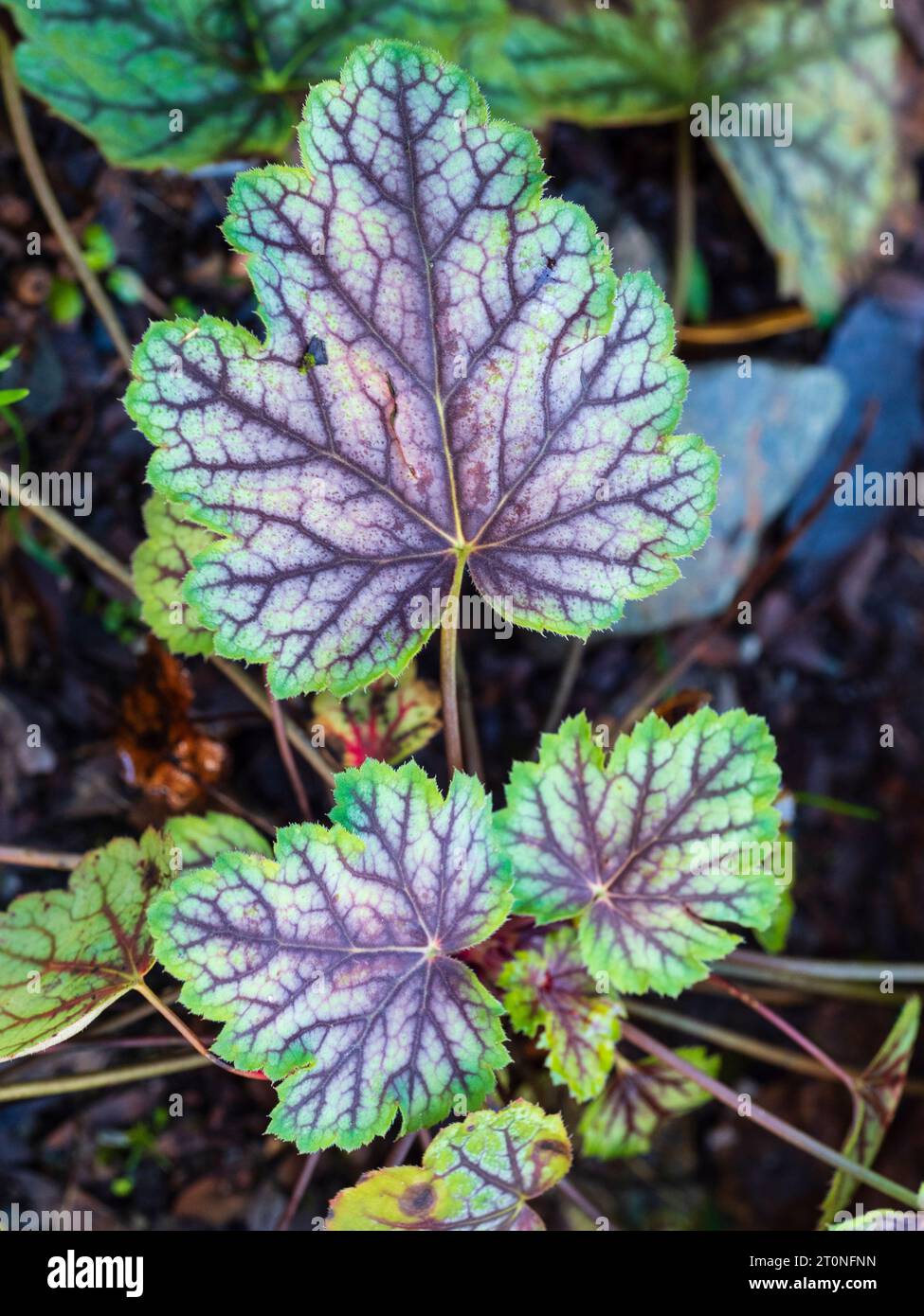 Bunte Blätter der harten, mehrjährigen, immergrünen Gartenpflanze Heucherella „Dayglow Pink“ Stockfoto