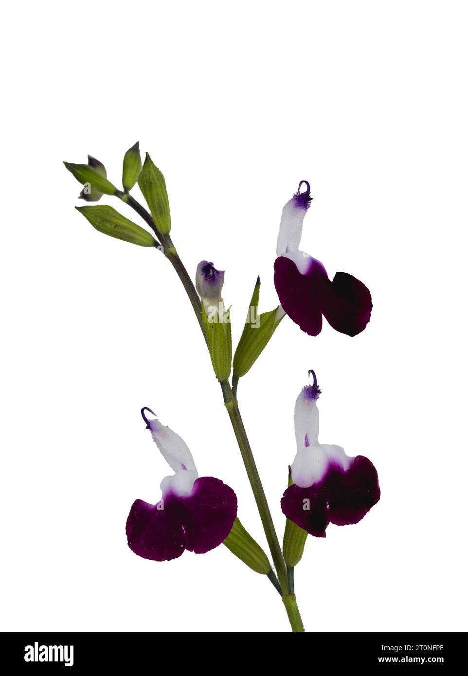 Zwei weiße und lila Blüten des halbharten, buschigen Salbeis, Salvia „Amethyst Lips“ auf weißem Hintergrund Stockfoto